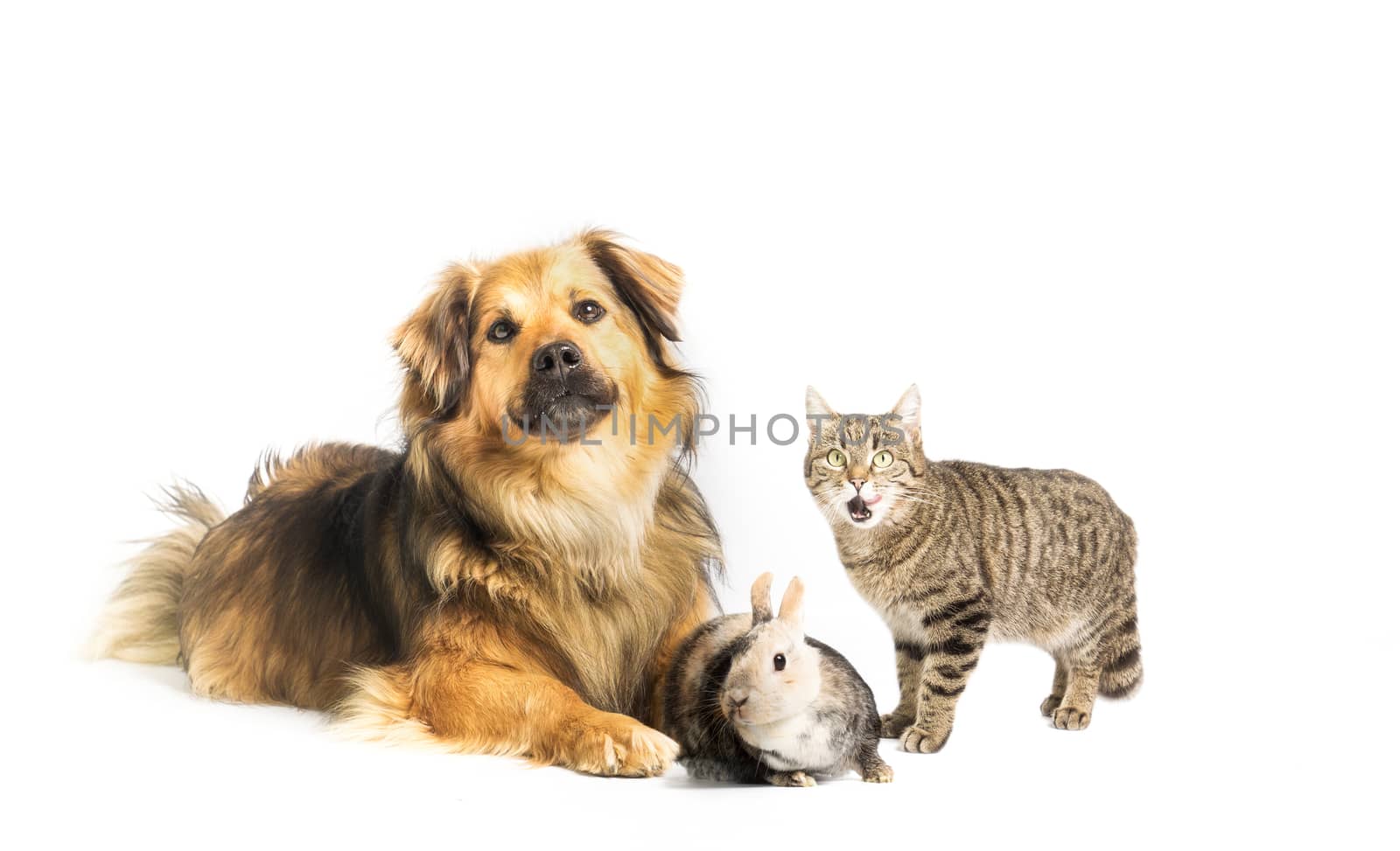 Dog, cat and rabbit in studio with white background by sandra_fotodesign