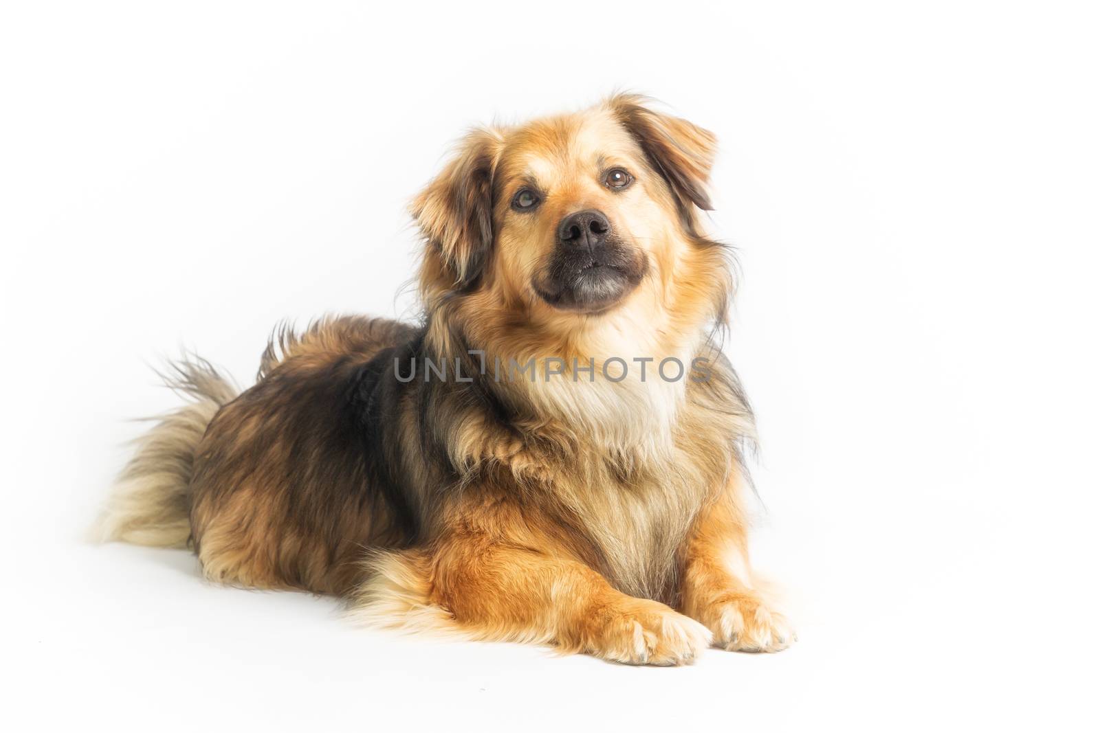 Lying dog in studio with white background