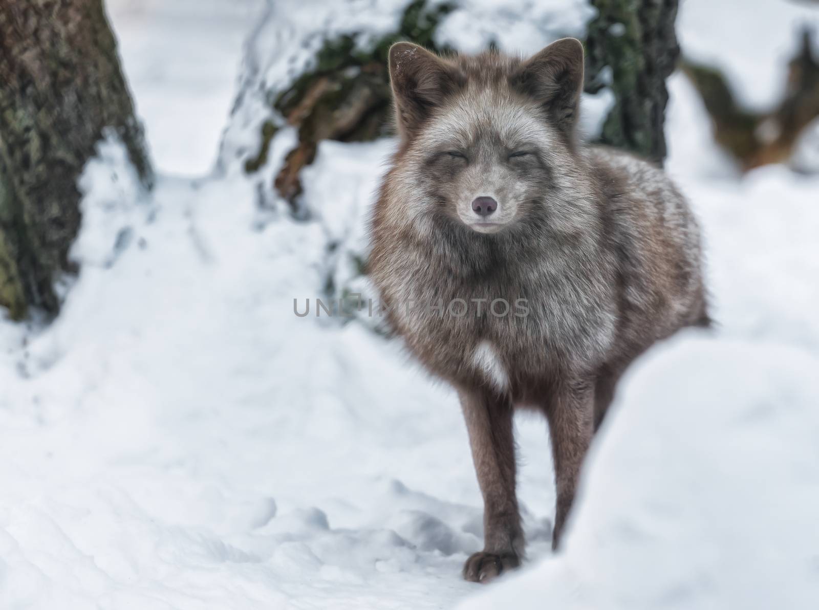 Polar fox stands in the snow and looks at the camera by sandra_fotodesign