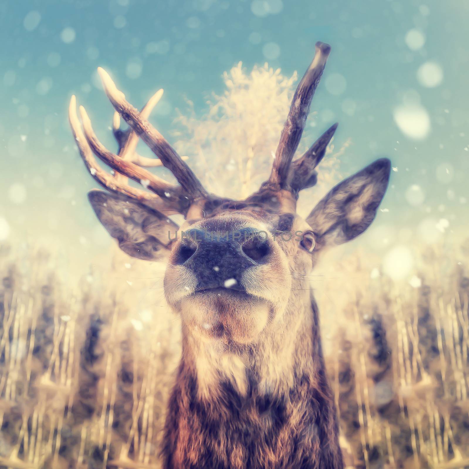 Portrait of a deer with snowflakes
