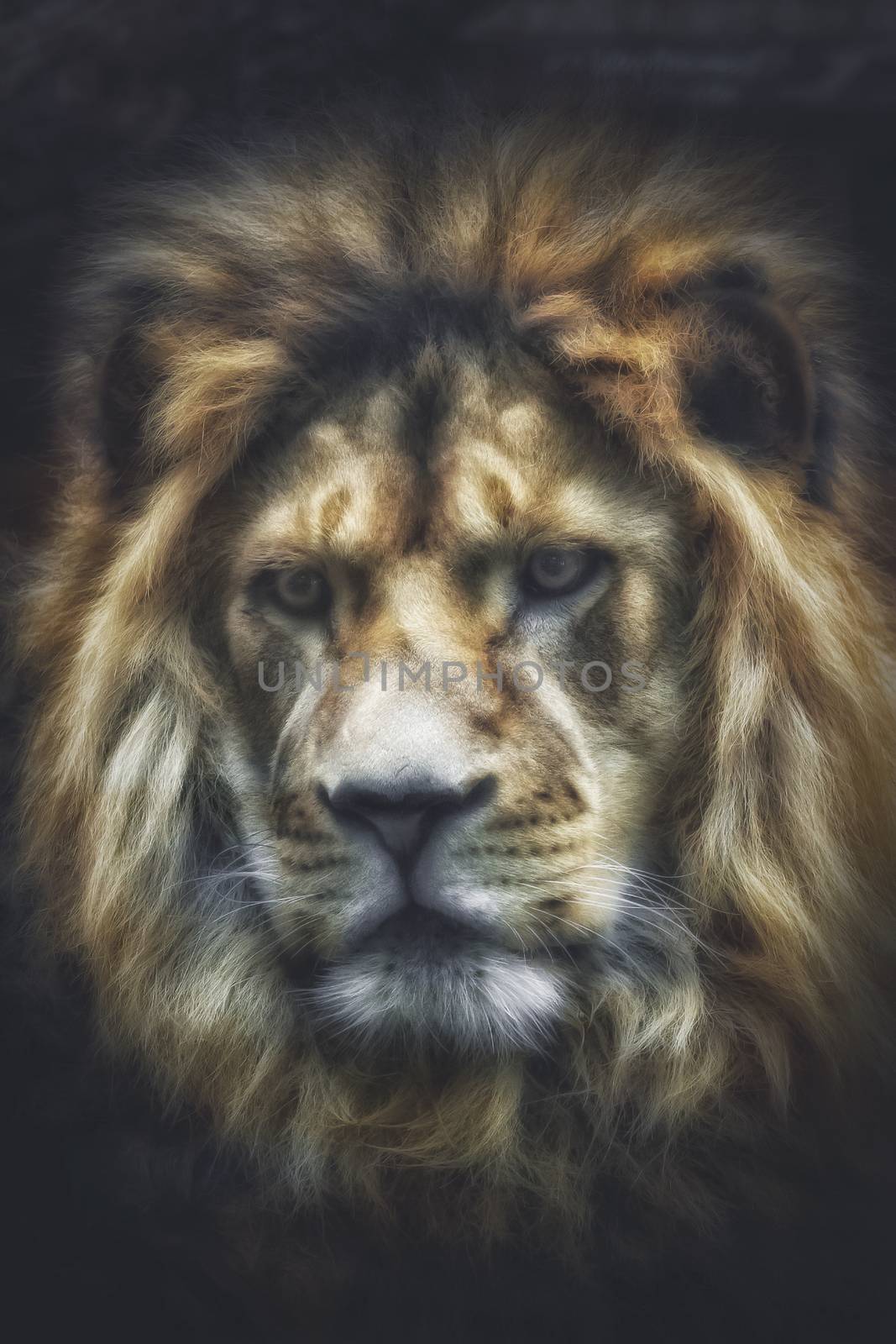 Head of a lion against black background by sandra_fotodesign