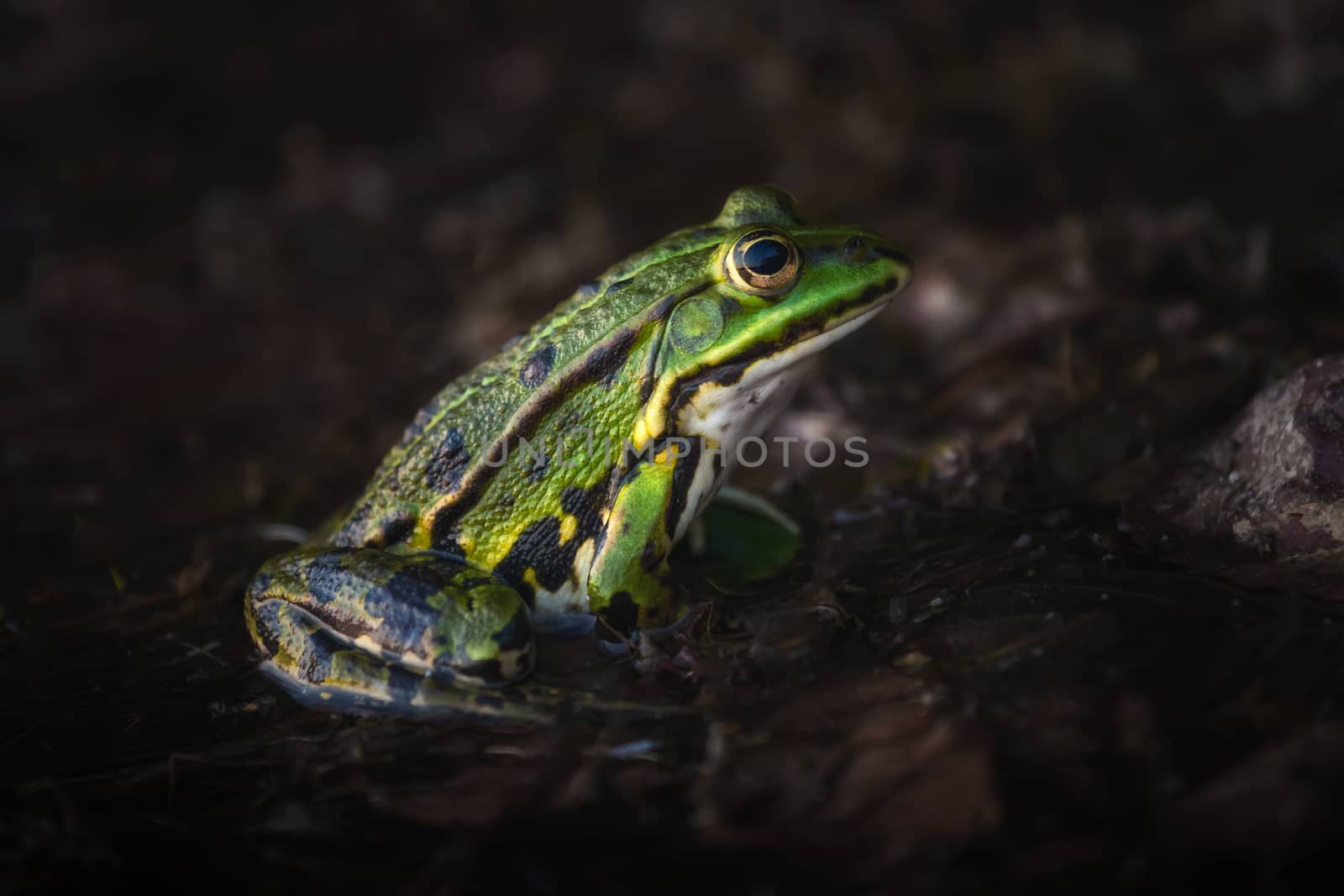 A green frog sitting in den moor and waiting  by sandra_fotodesign
