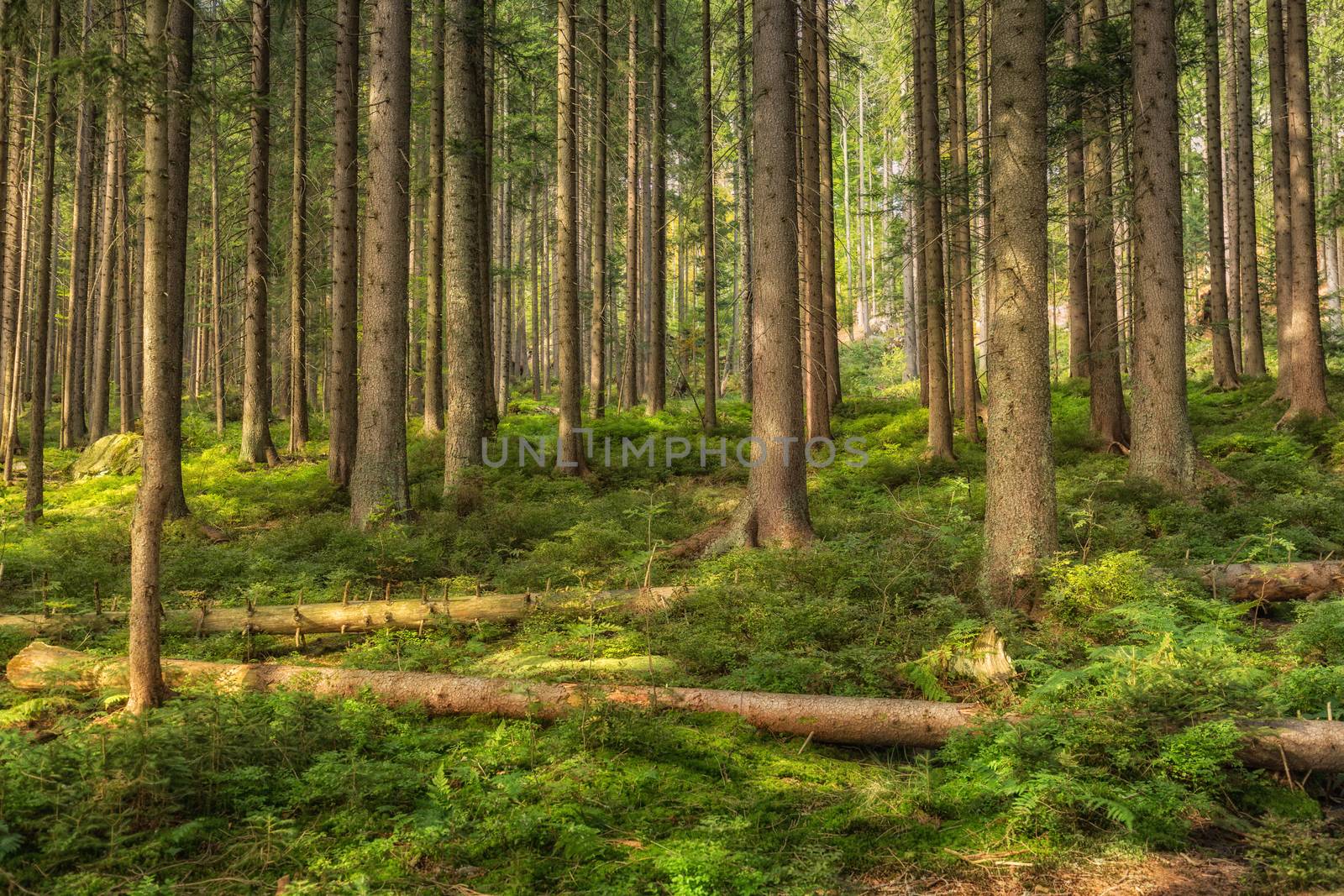A group of trees in the forrest by sandra_fotodesign