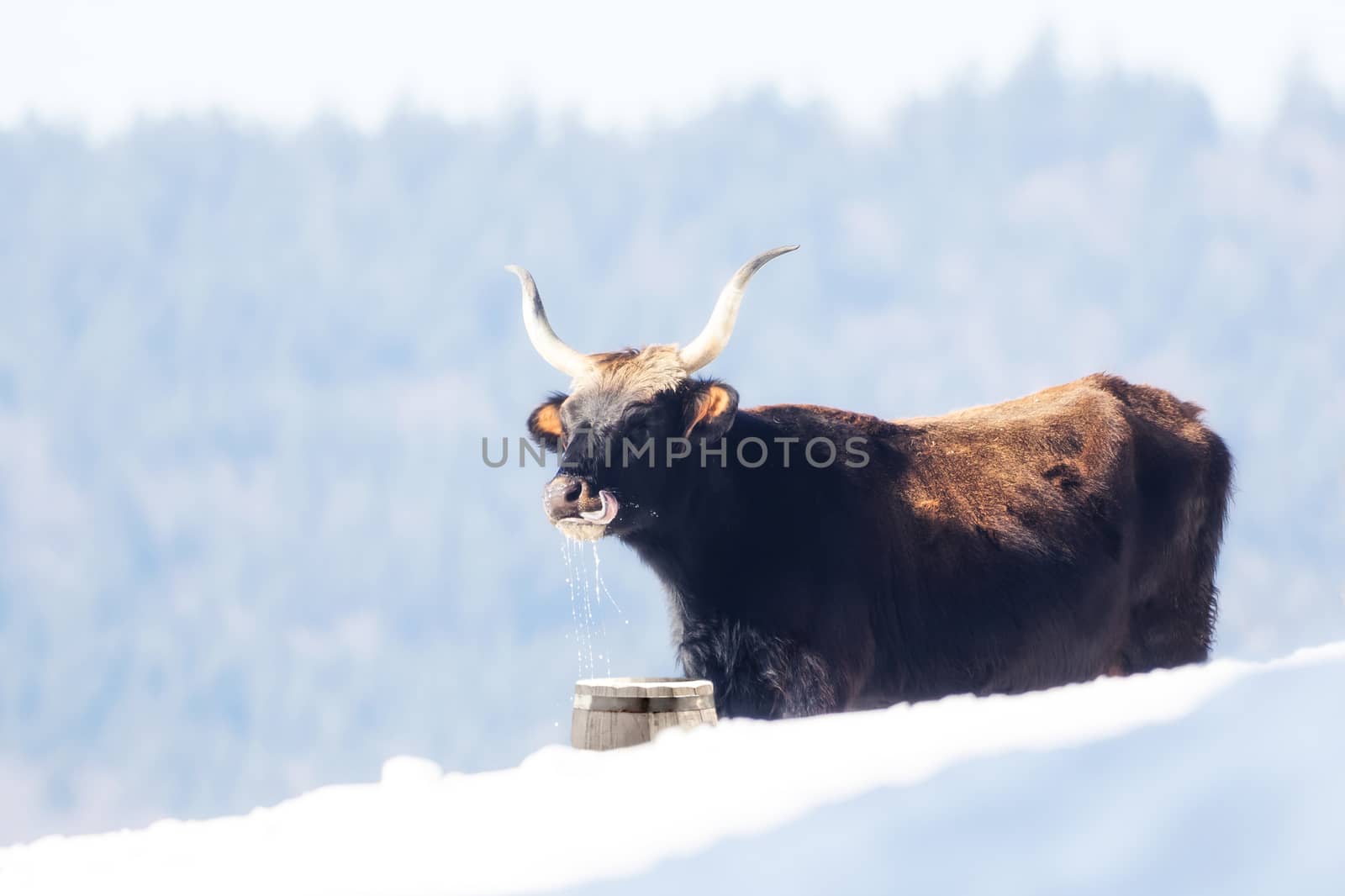 A cow standing in the snow and drinking water out of a bucket by sandra_fotodesign