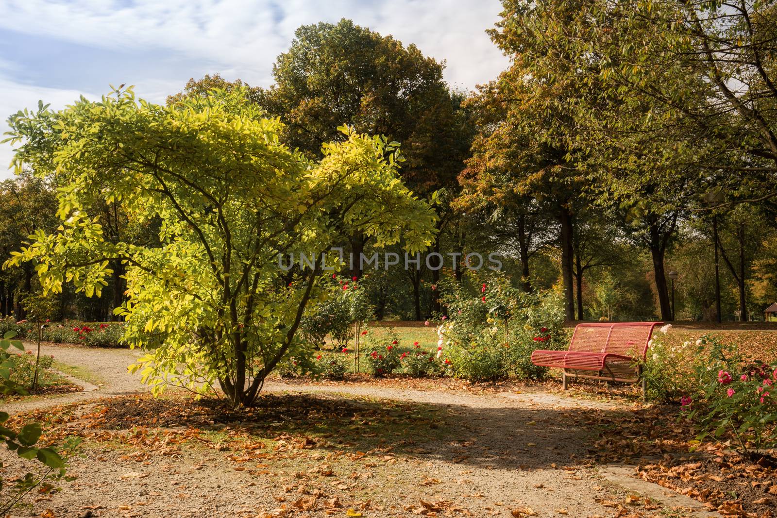 A red bench in the middle of a park by sandra_fotodesign