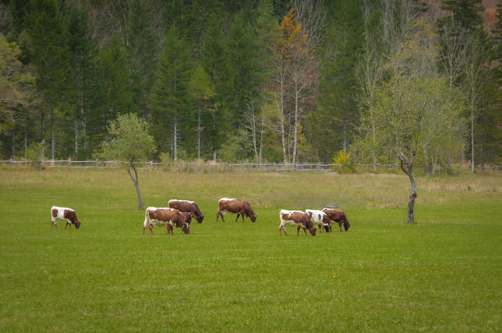 Cattle on pasture by asafaric