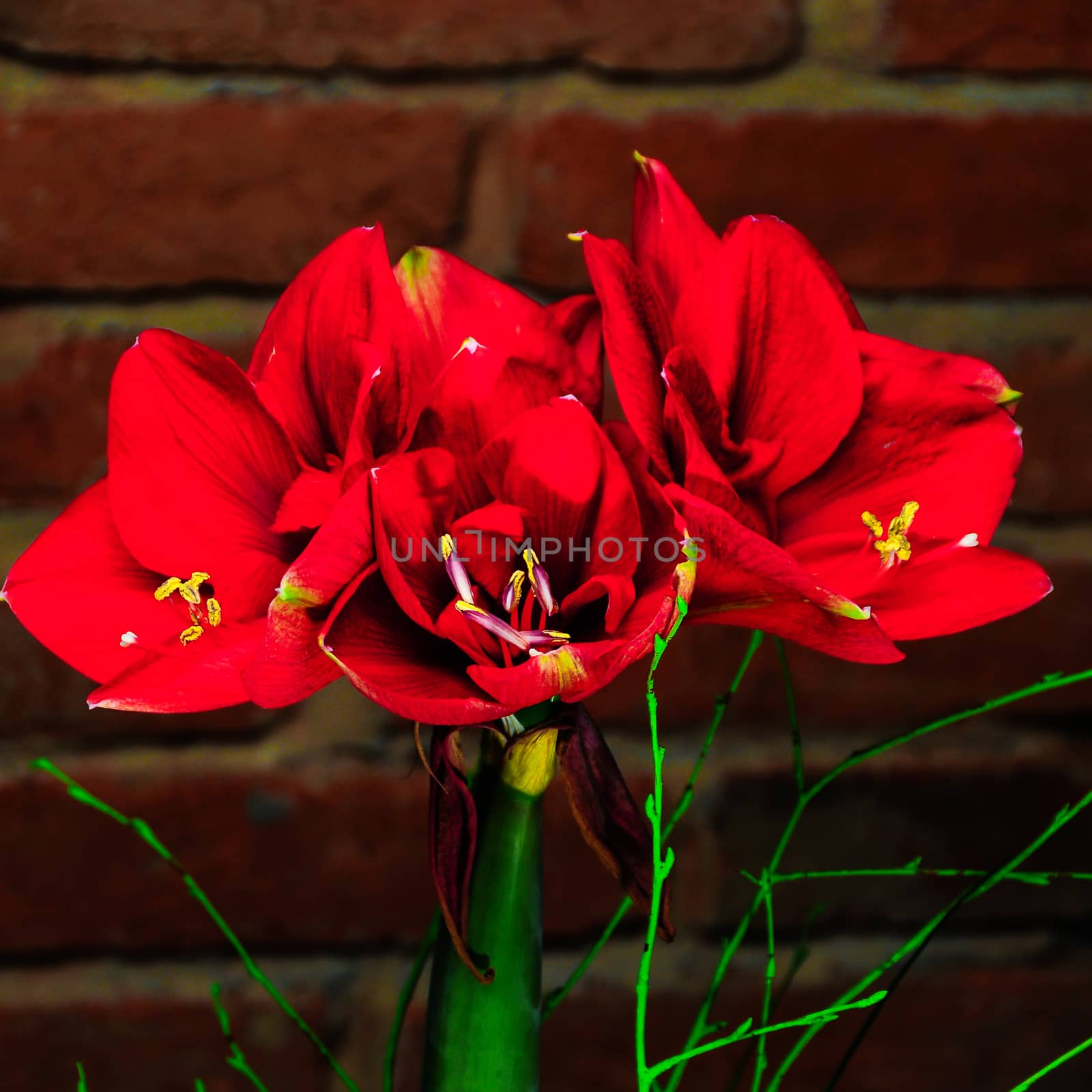 Amaryllis shot on background, red color