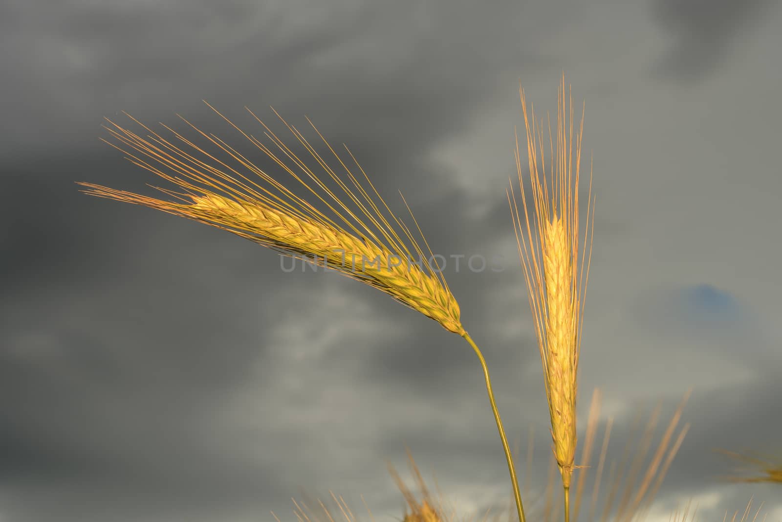 Barley in the field, crop field by asafaric