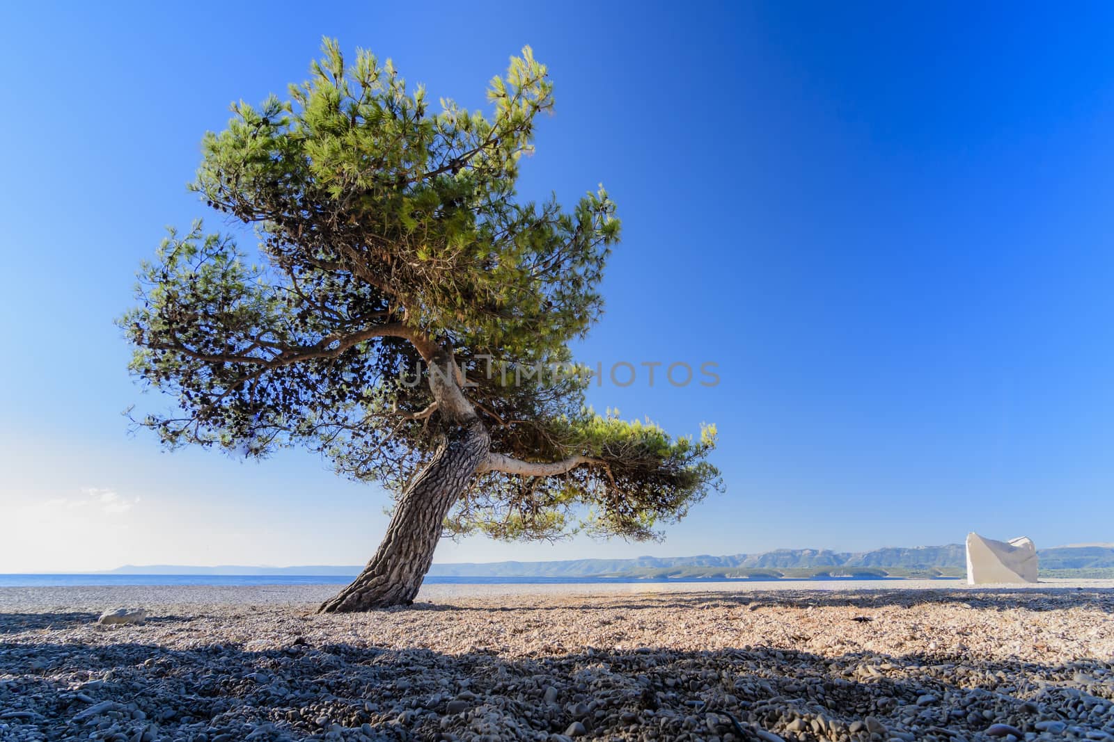 Single pine tree on beach against blue sky in background by asafaric