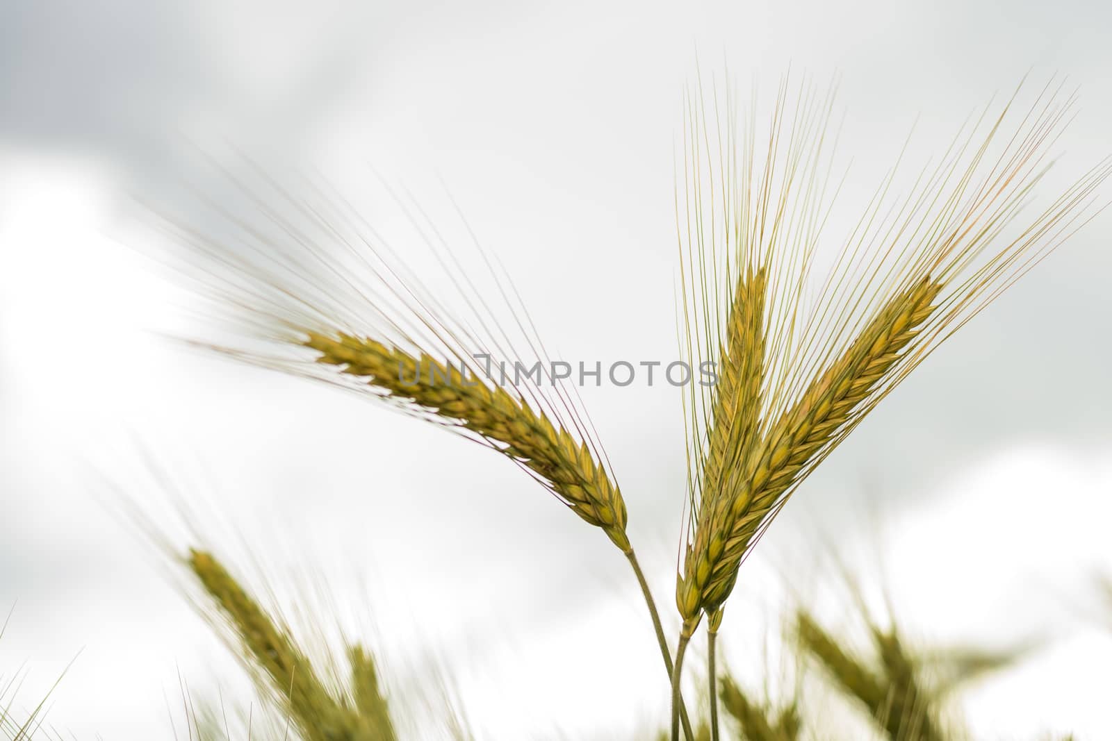 Barley in the field, closeup, selective focus on front stems