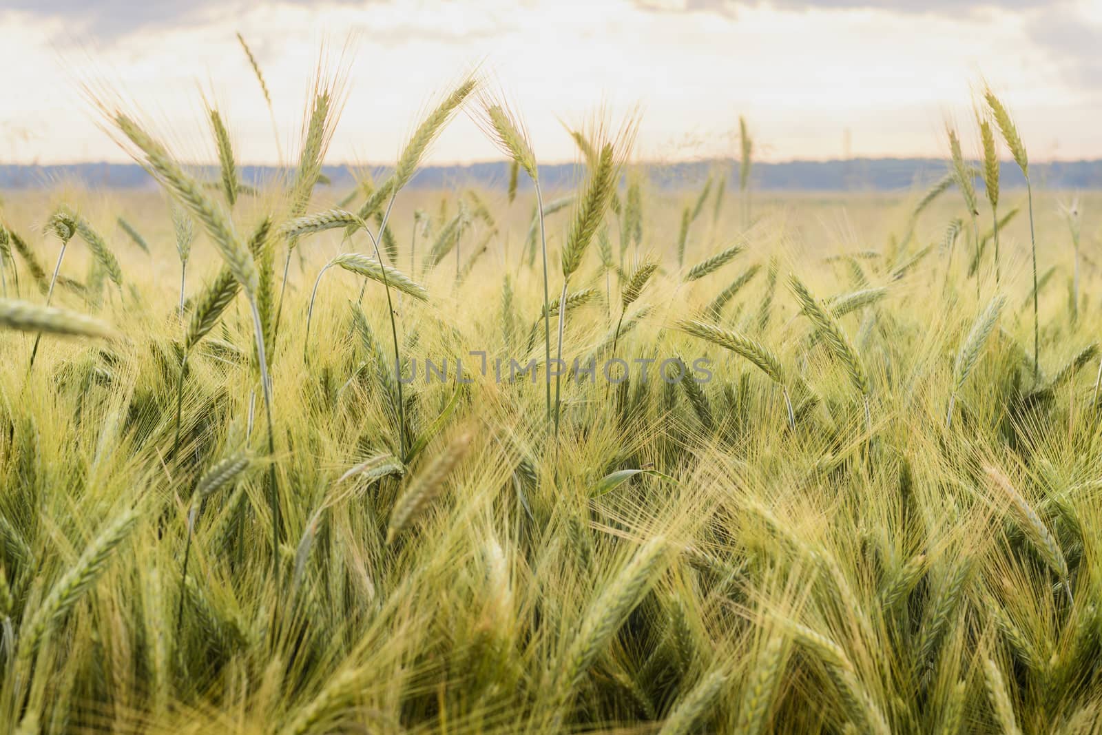 Barley in the field, crop field by asafaric