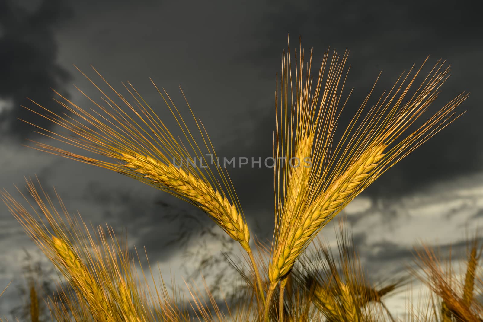 Barley in the field, crop field by asafaric