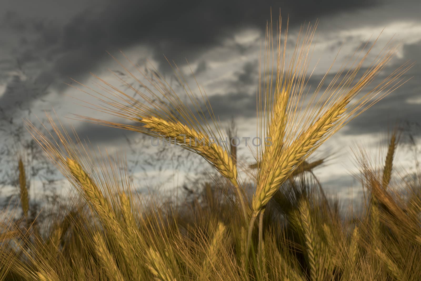Barley in the field, closeup, selective focus on front stems, dark background sky