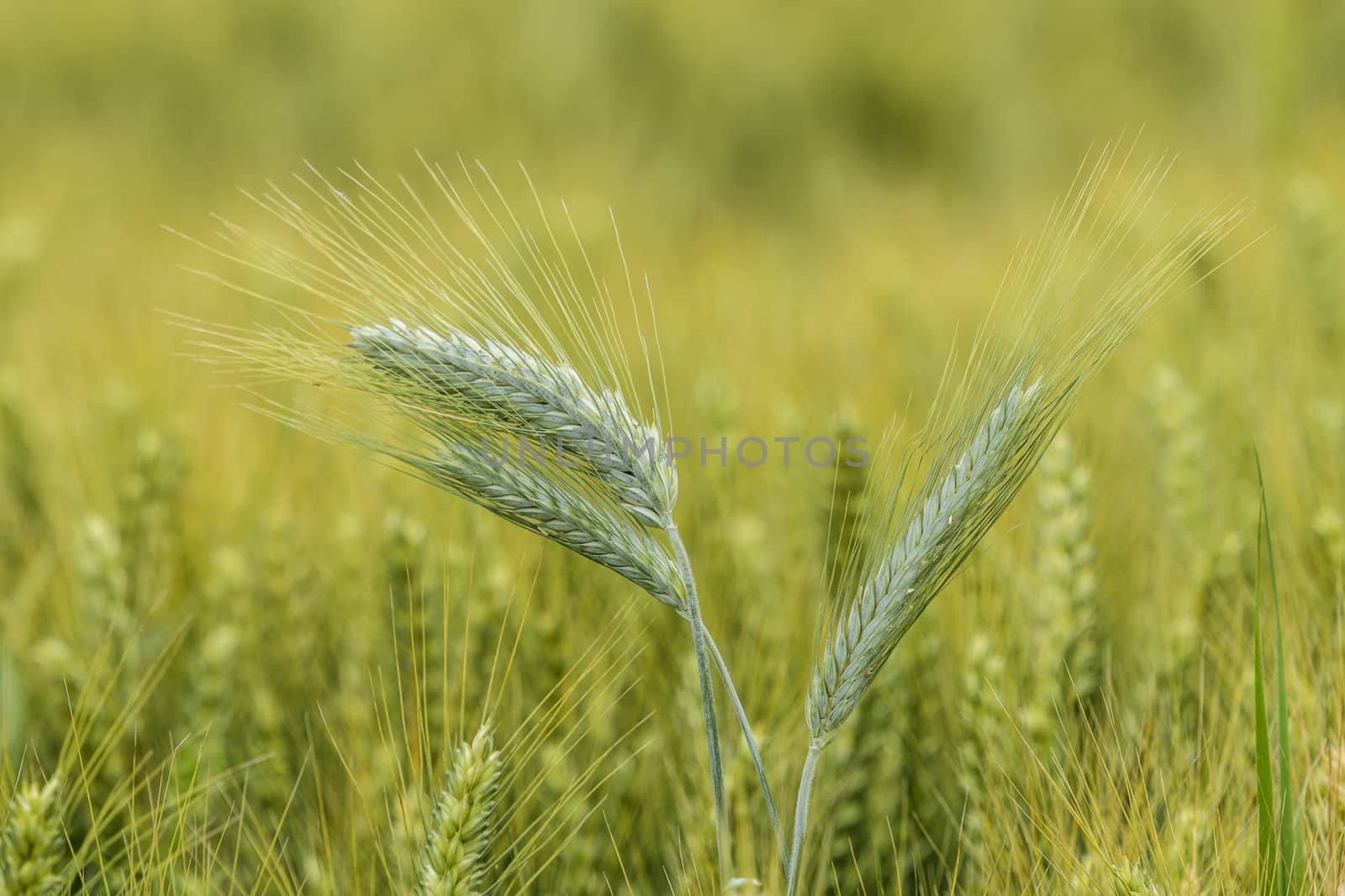 Barley in the field, closeup, selective focus on front stems