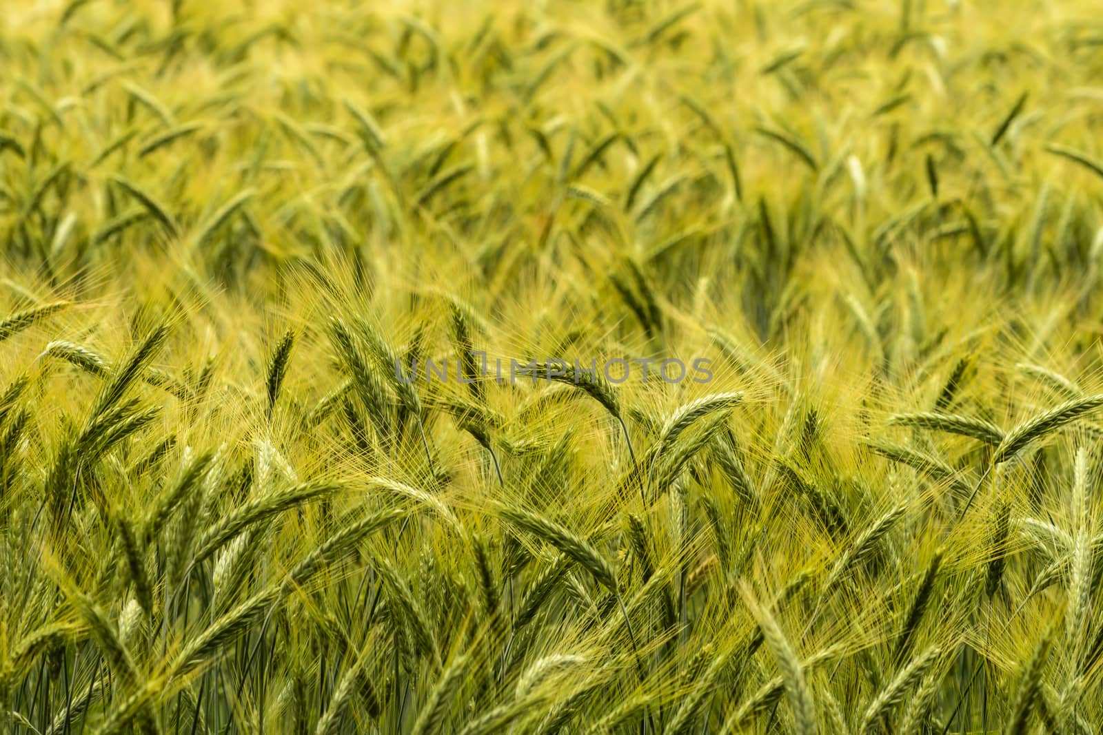 Barley in the field,