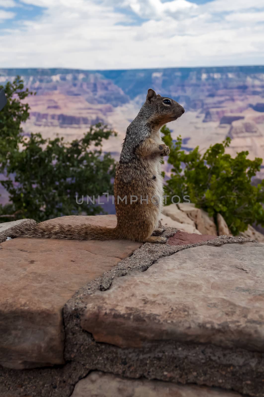 Grand Canyon Squirrel posing by asafaric