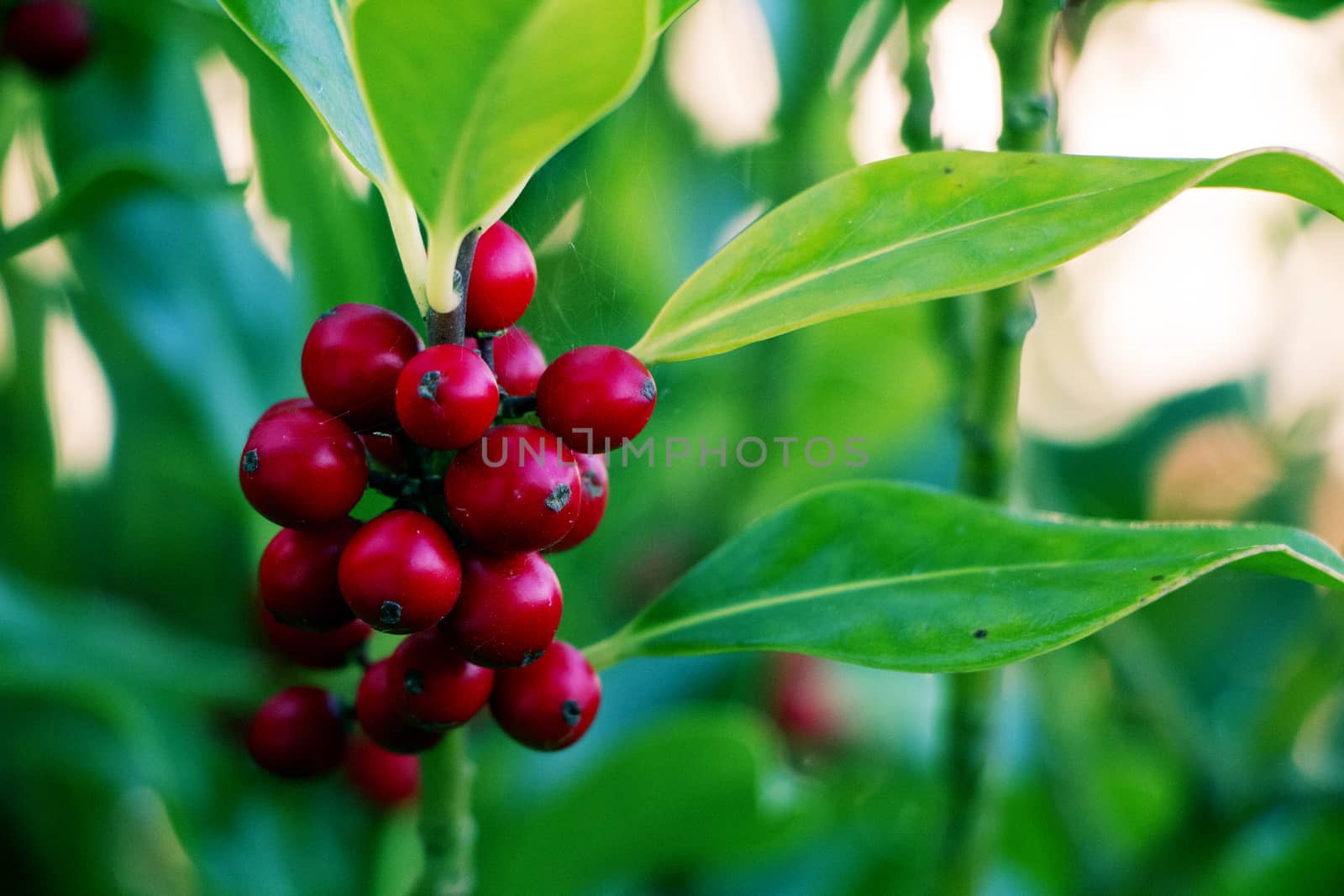 Small red berries on plant with green leaves in autumn.