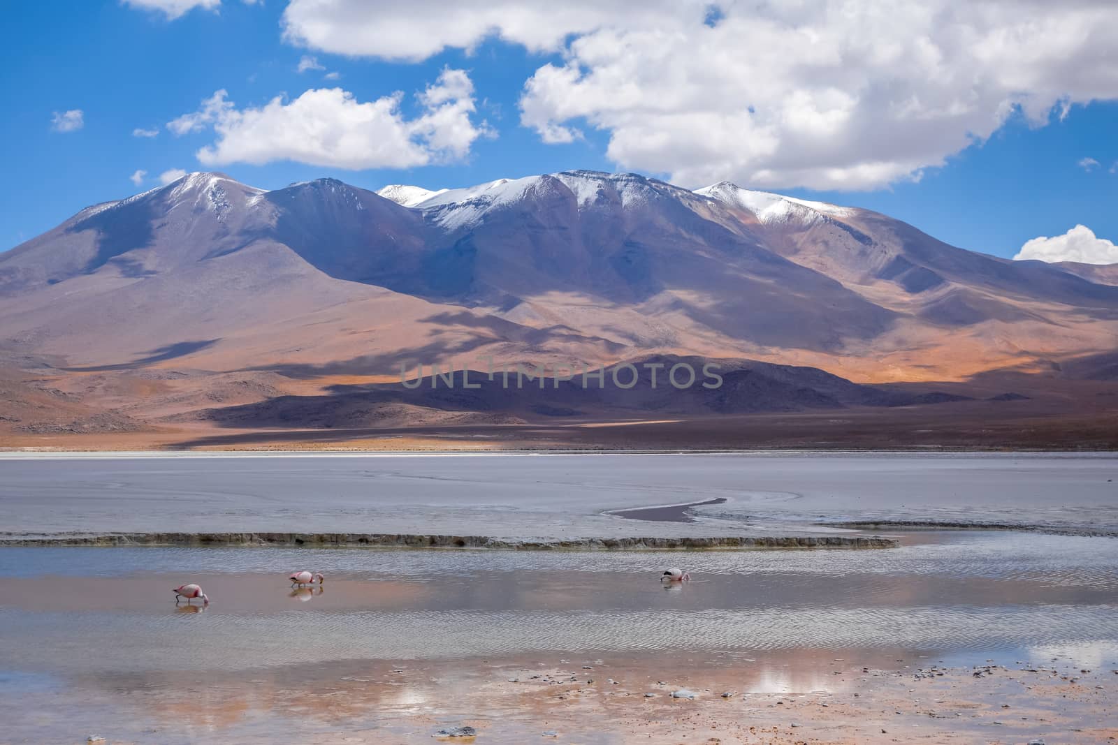 Laguna Honda in sud Lipez Altiplano reserva, Bolivia by daboost