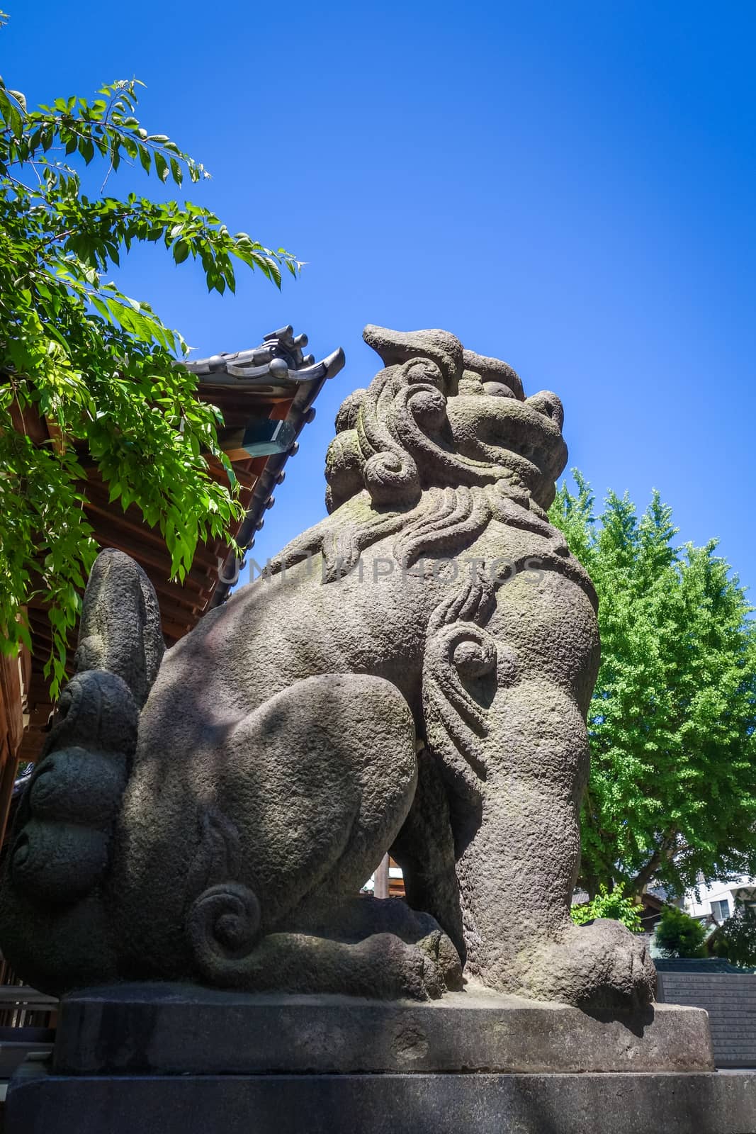 Lion statue in Ushijima Shrine temple, Tokyo, Japan by daboost