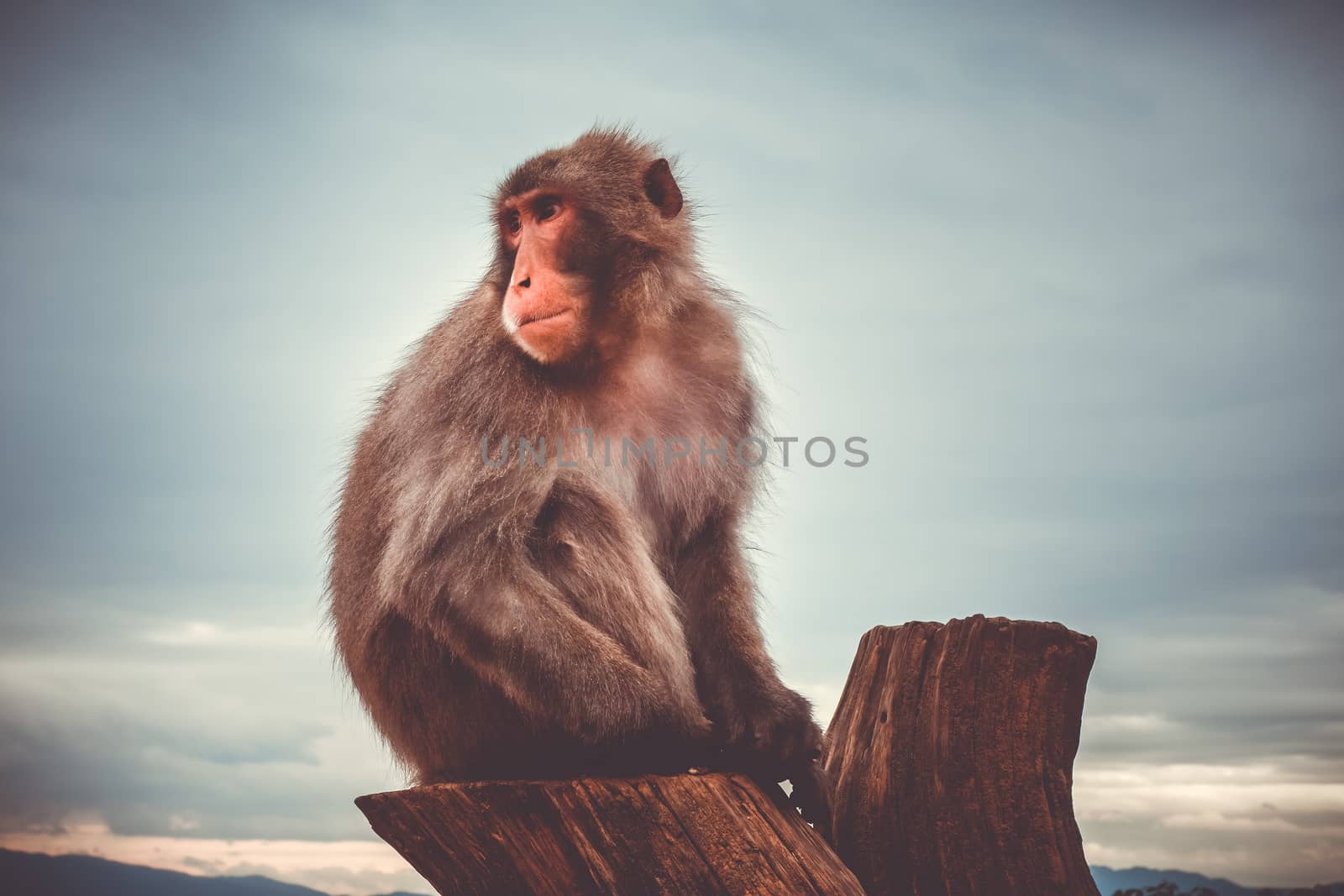 Japanese macaque on a trunk, Iwatayama monkey park, Kyoto, Japan by daboost