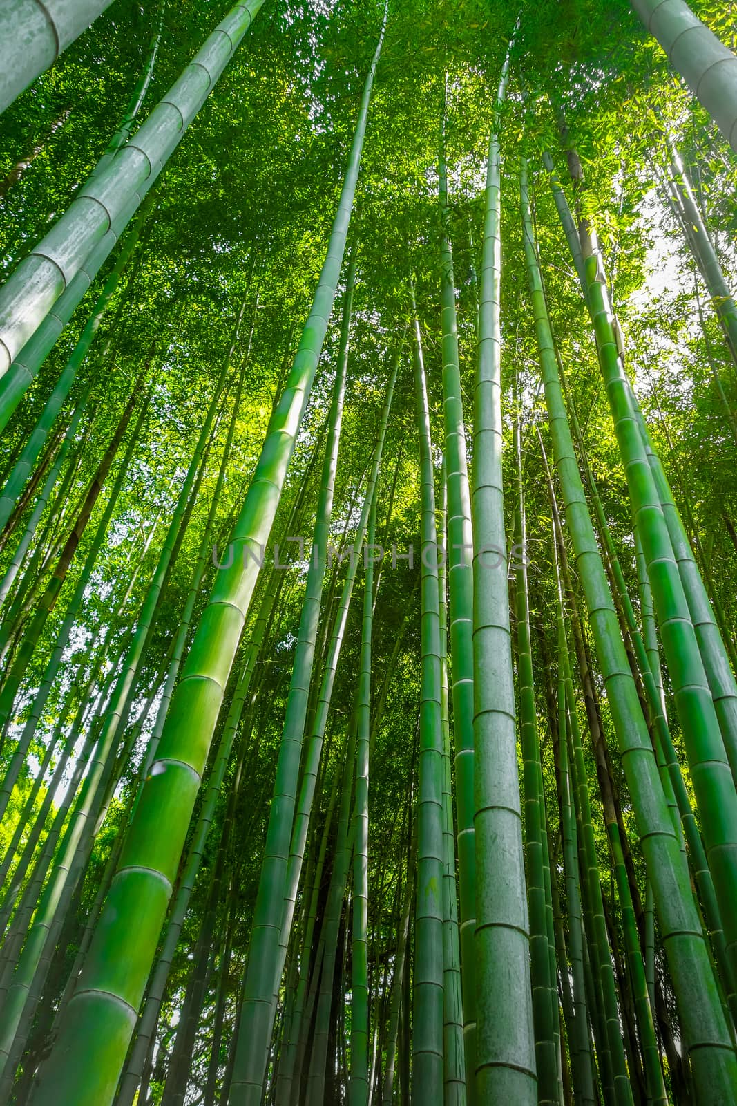 Arashiyama bamboo forest in Sagano, Kyoto, Japan