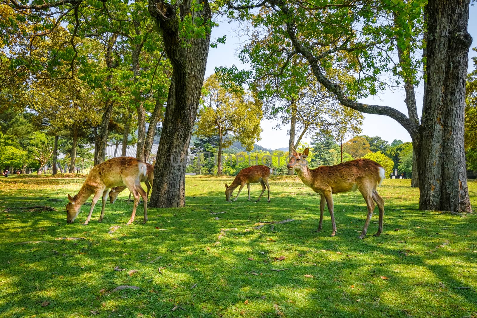 Sika deers in Nara Park, Japan by daboost