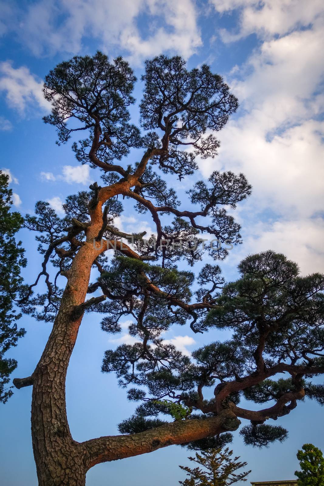 japanese black pine on a blue sky, Nikko, Japan by daboost