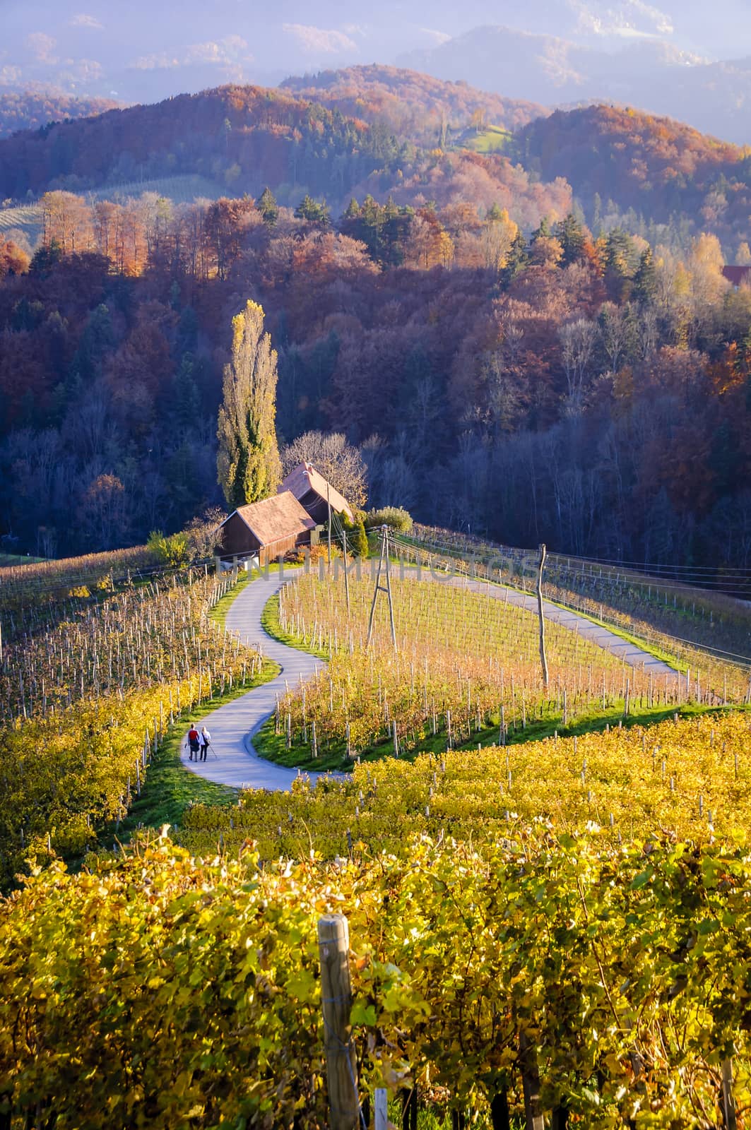 Heart of Slovenia, a natural heart form, shaped by a hill a heart appears in the midst of vineyards. A couple facing away from viewer is walking down the road holding hands