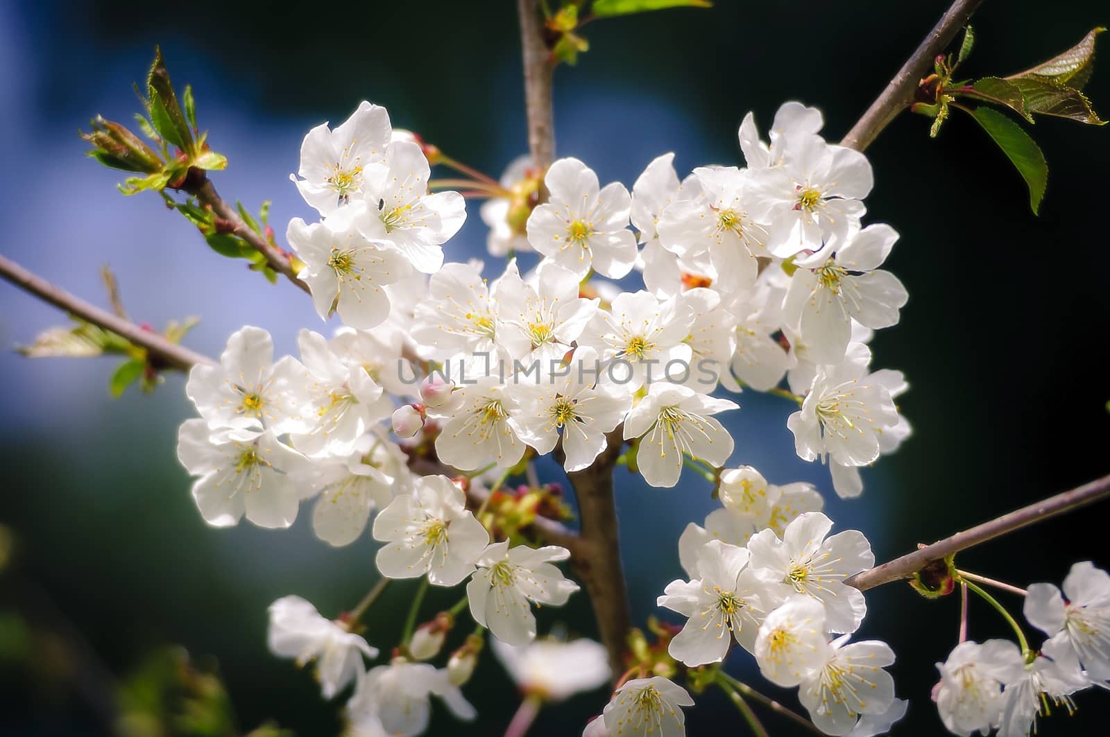 Closeup photo of a blooming apple tree, dark background for contrast
