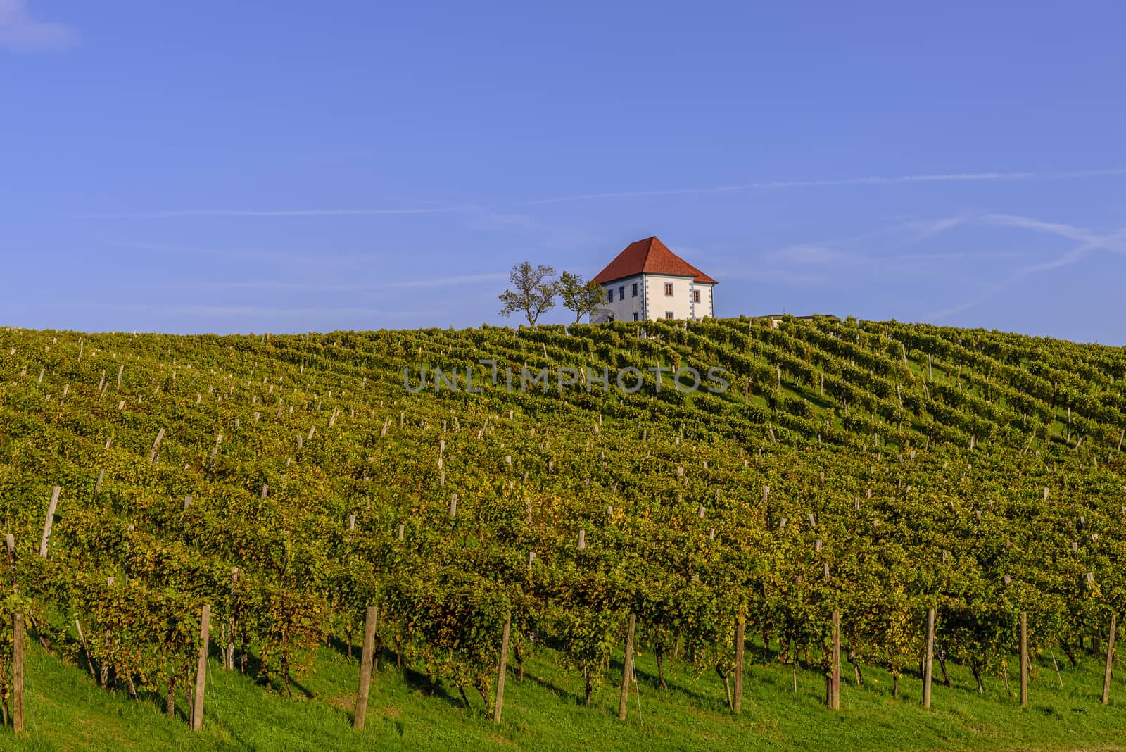 Winery Zlati gric, Slovenske Konjice, Slovenia, tourism and wine
