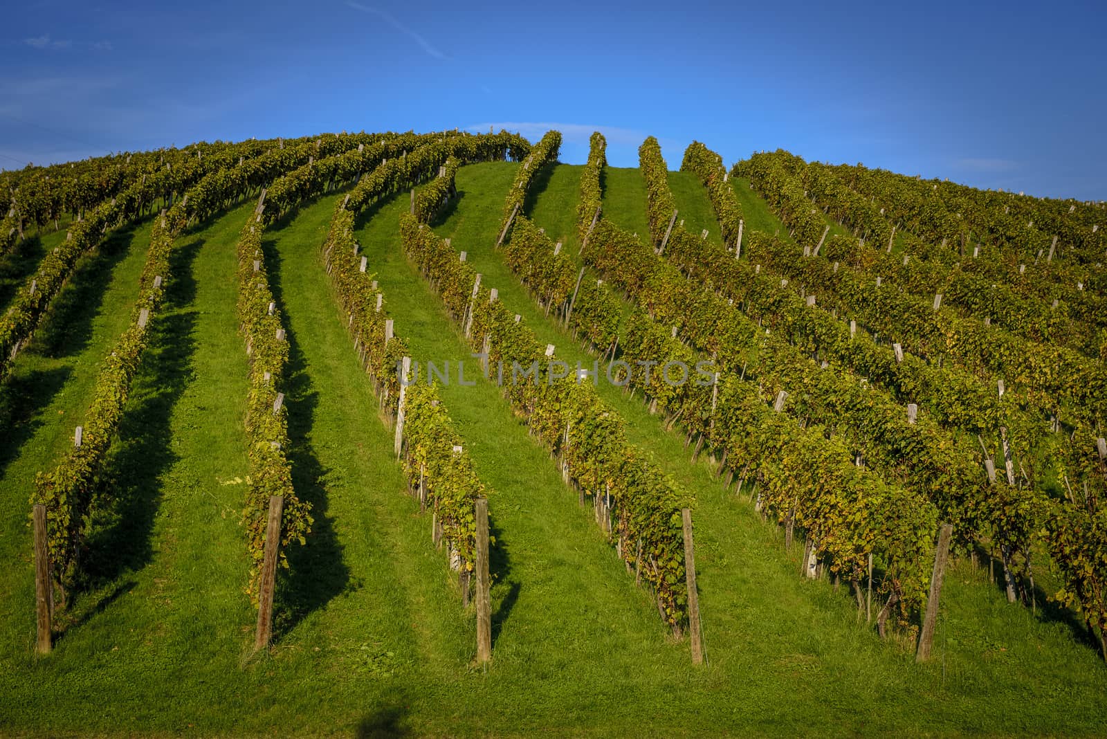 Vineyard by asafaric