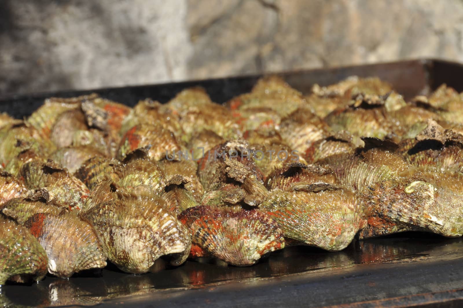 Ark clams, also Noah's Ark shell, cooking on grill. Lat. name: Arca noae, is found in the Mediterranean and Adriatic Seas. Also known as kunjka, musul, papak, skoljak, pizdica, kunka, musula. Typical croatian delicatess.