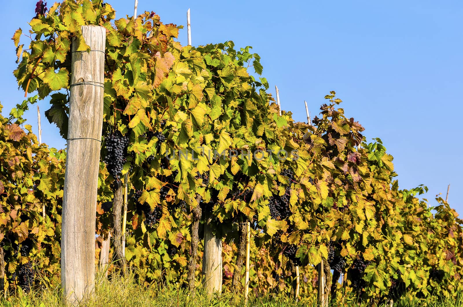 Vineyard in autumn by asafaric