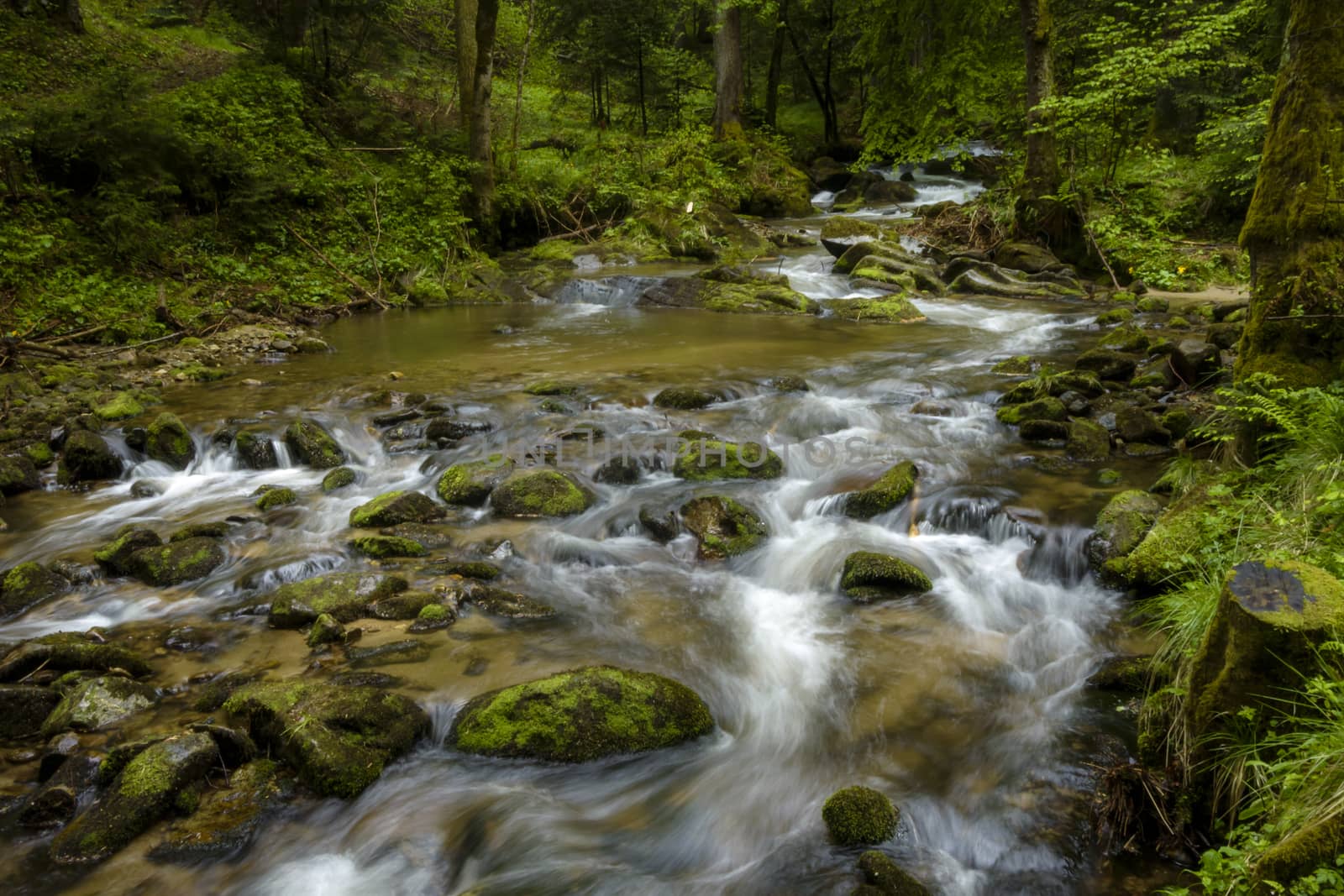 Mountain river - stream flowing through thick green forest. Stream in dense wood. Bistriski Vintgar, Slovenia