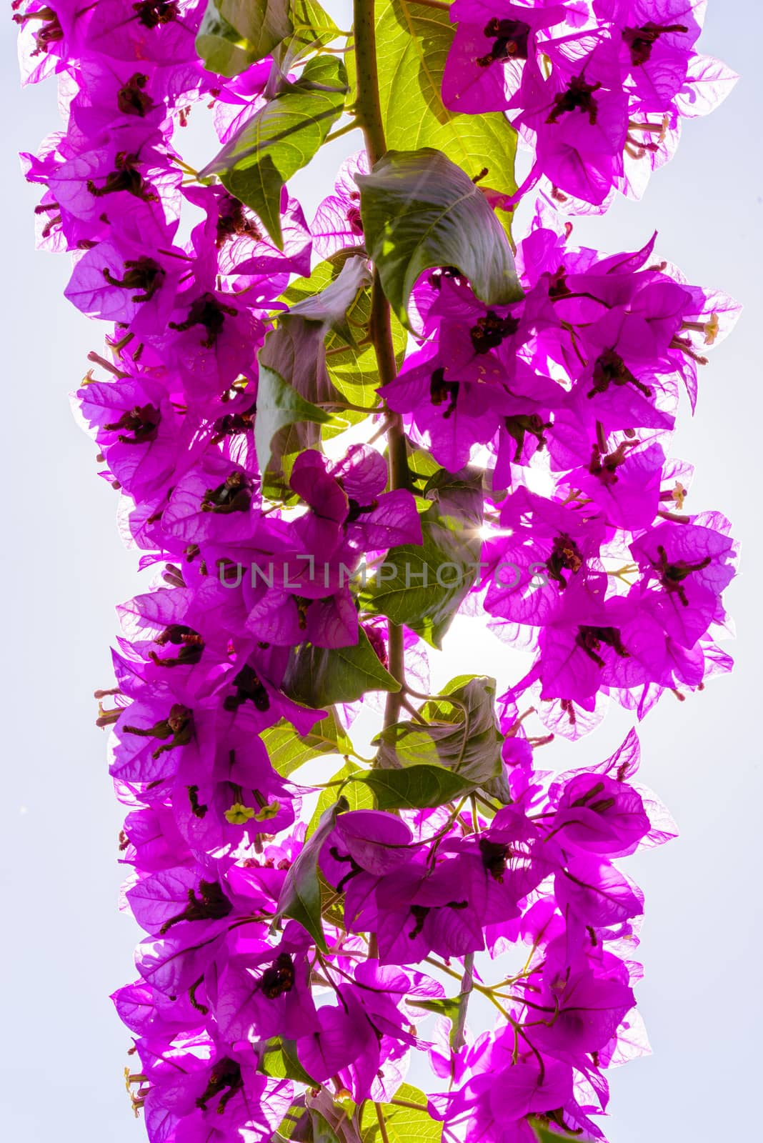 Bougainvilleas or Paper flower treetop against blue sky as background and backlit with sunstars pouring through the blossoms