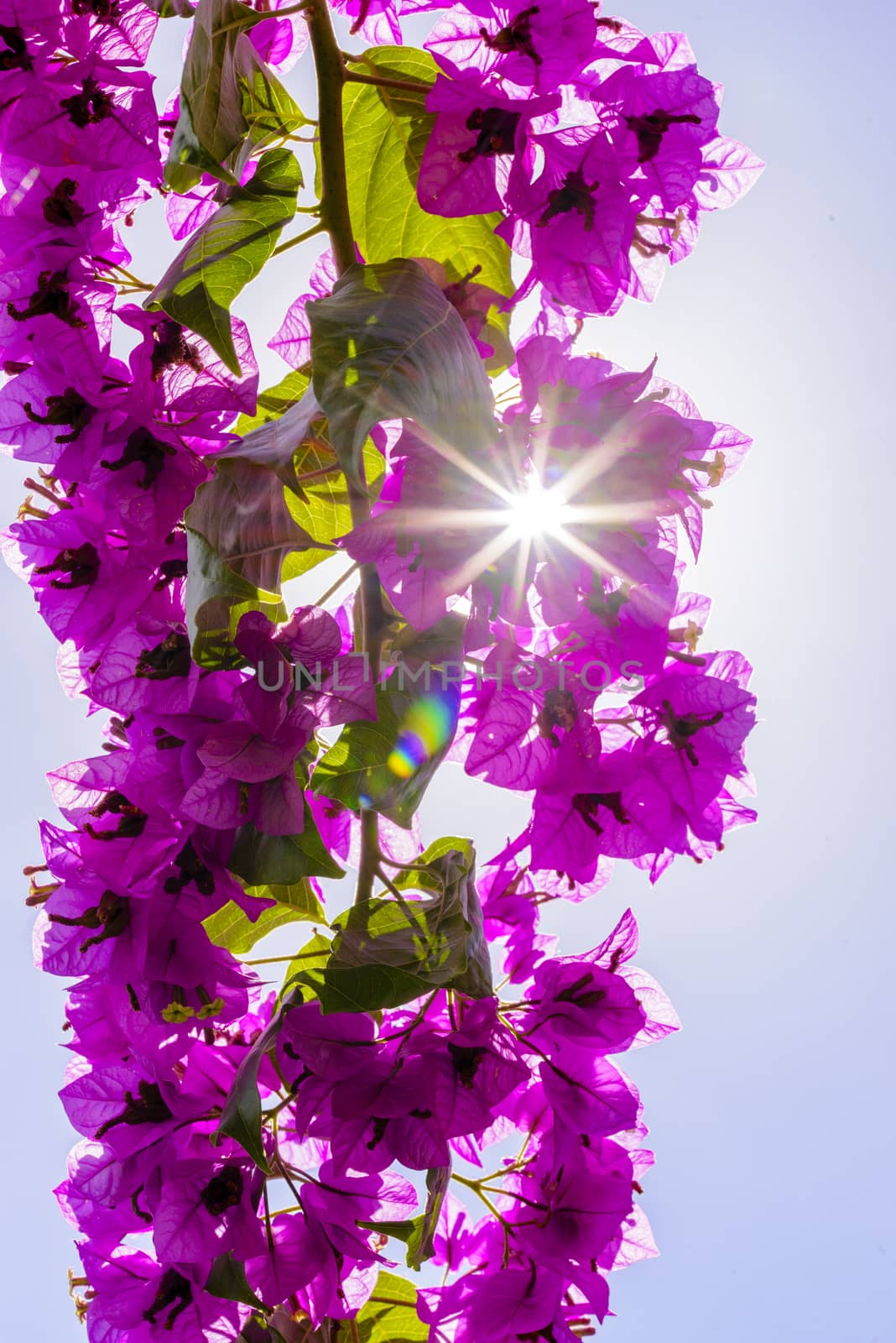 Bougainvillea or Paper flower treetop against blue sky by asafaric