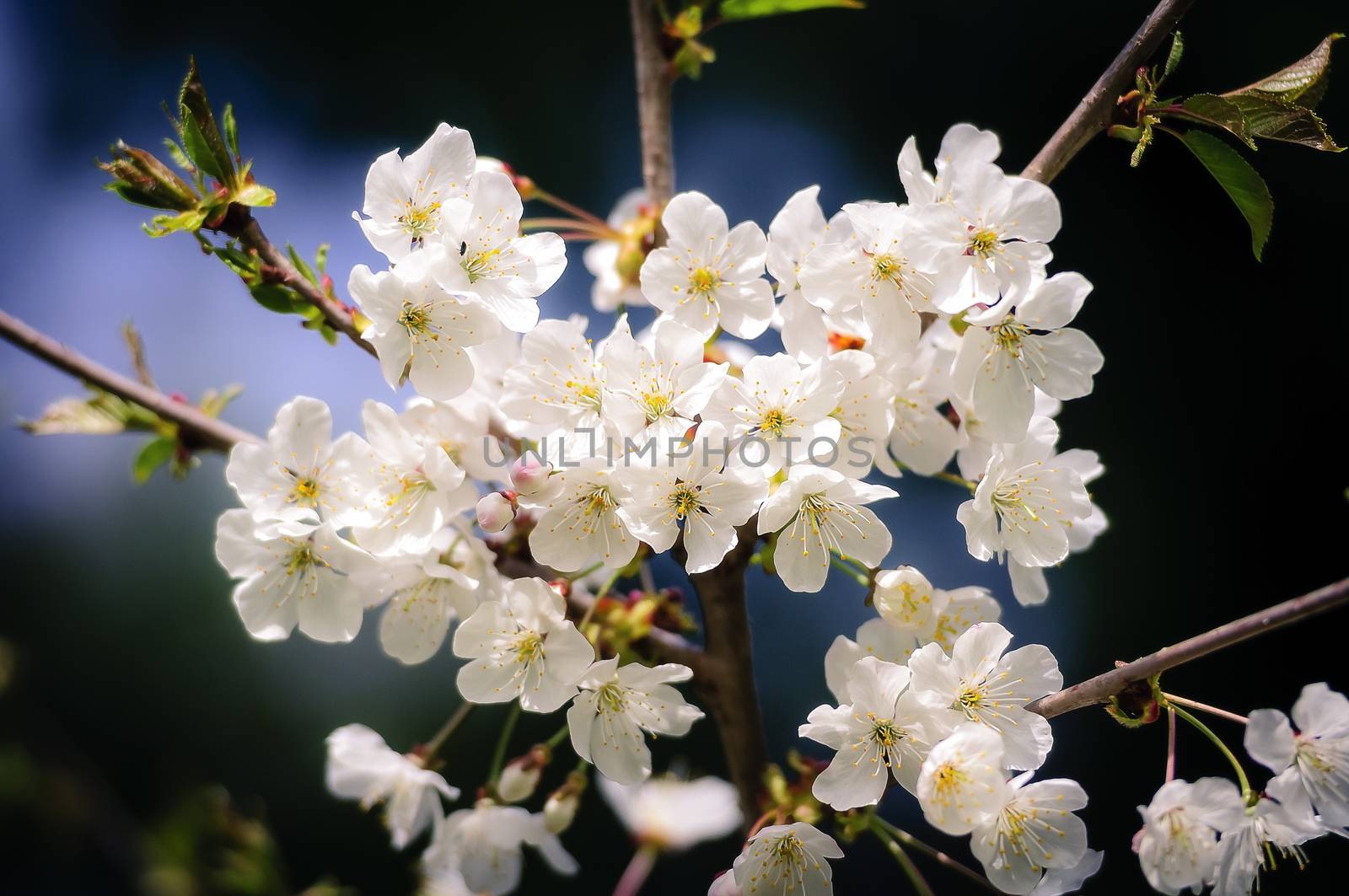 Blooming white oriental cherry blossoms on twig in spring on dark blue and green background