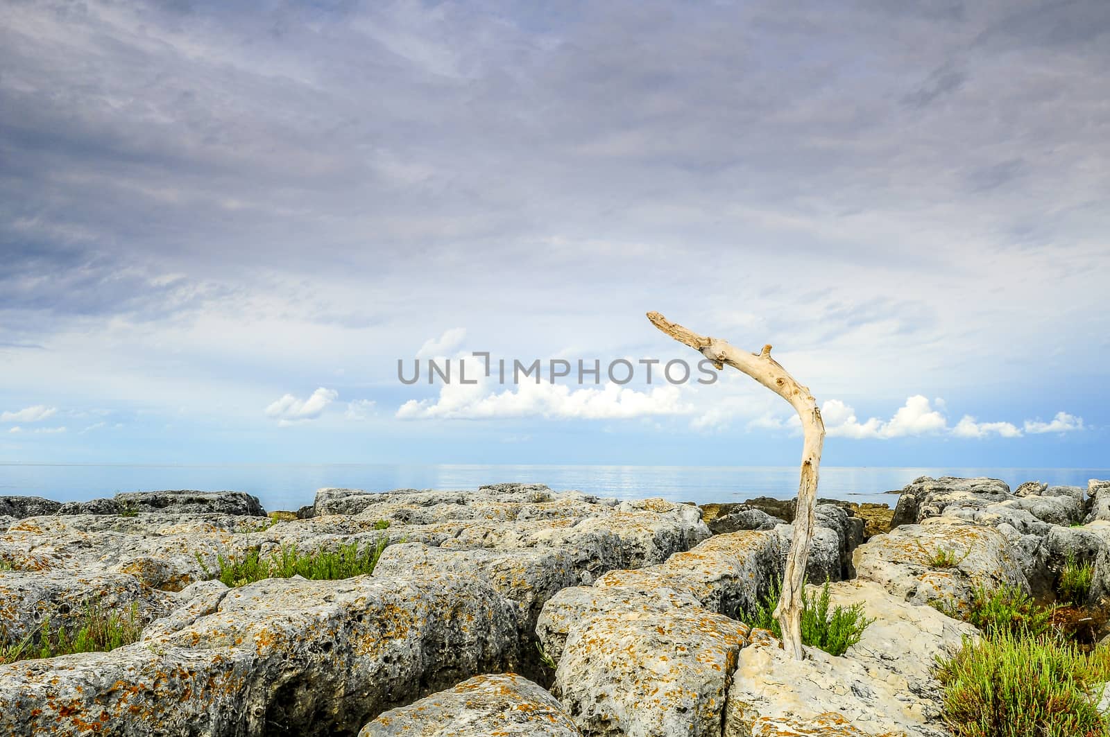 Branch in rocks by asafaric