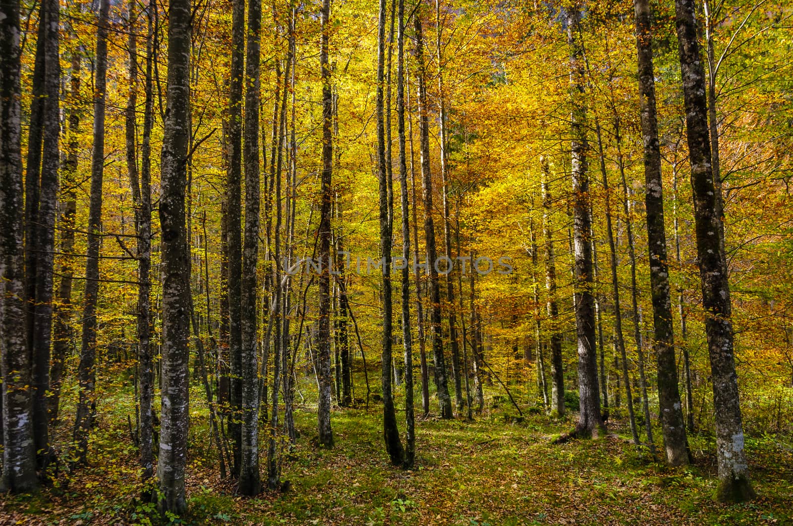 Birches in autumn by asafaric
