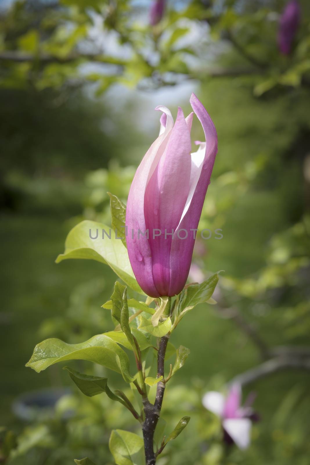 Single magnolia blossom in the morning light, greenery in background