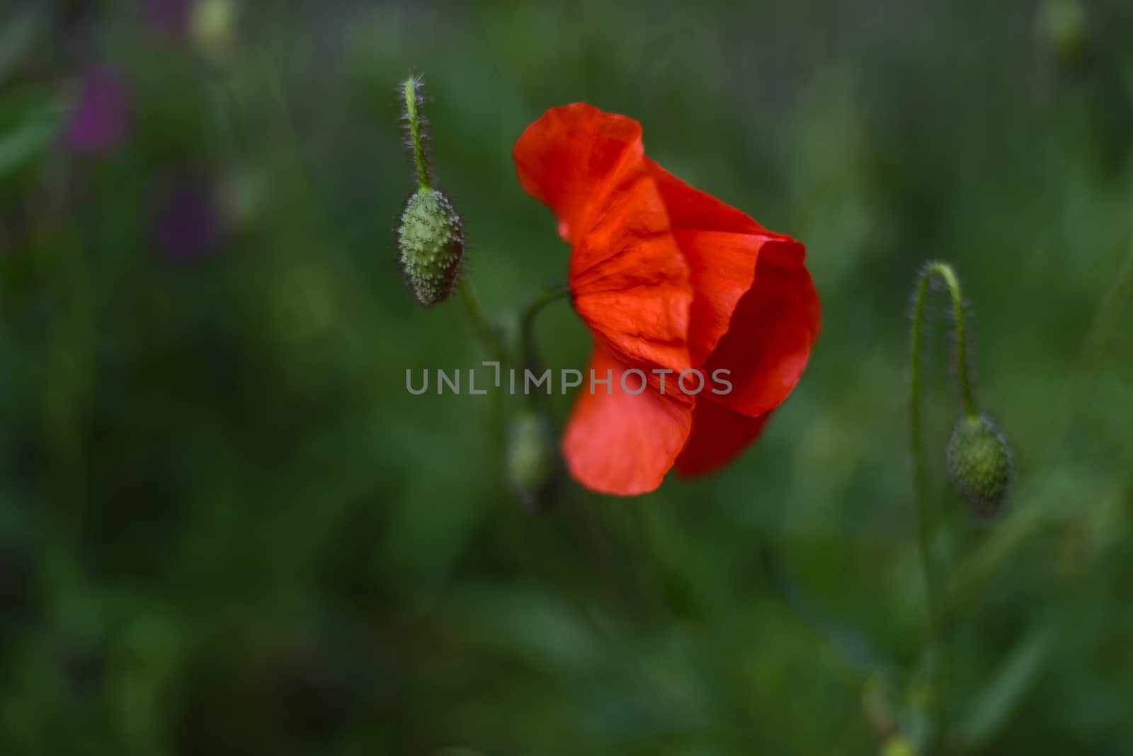 Wild poppy blossom, single, green background