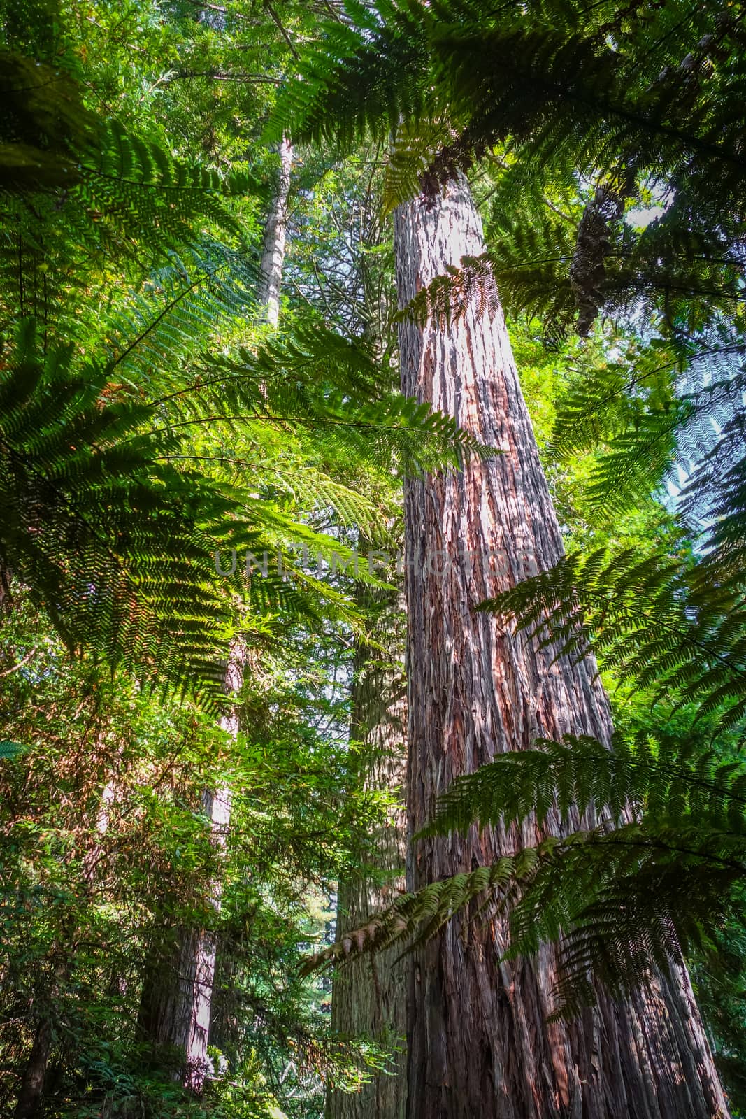 Giant Sequoia and ferns in Whakarewarewa redwood forest, Rotorua, New Zealand