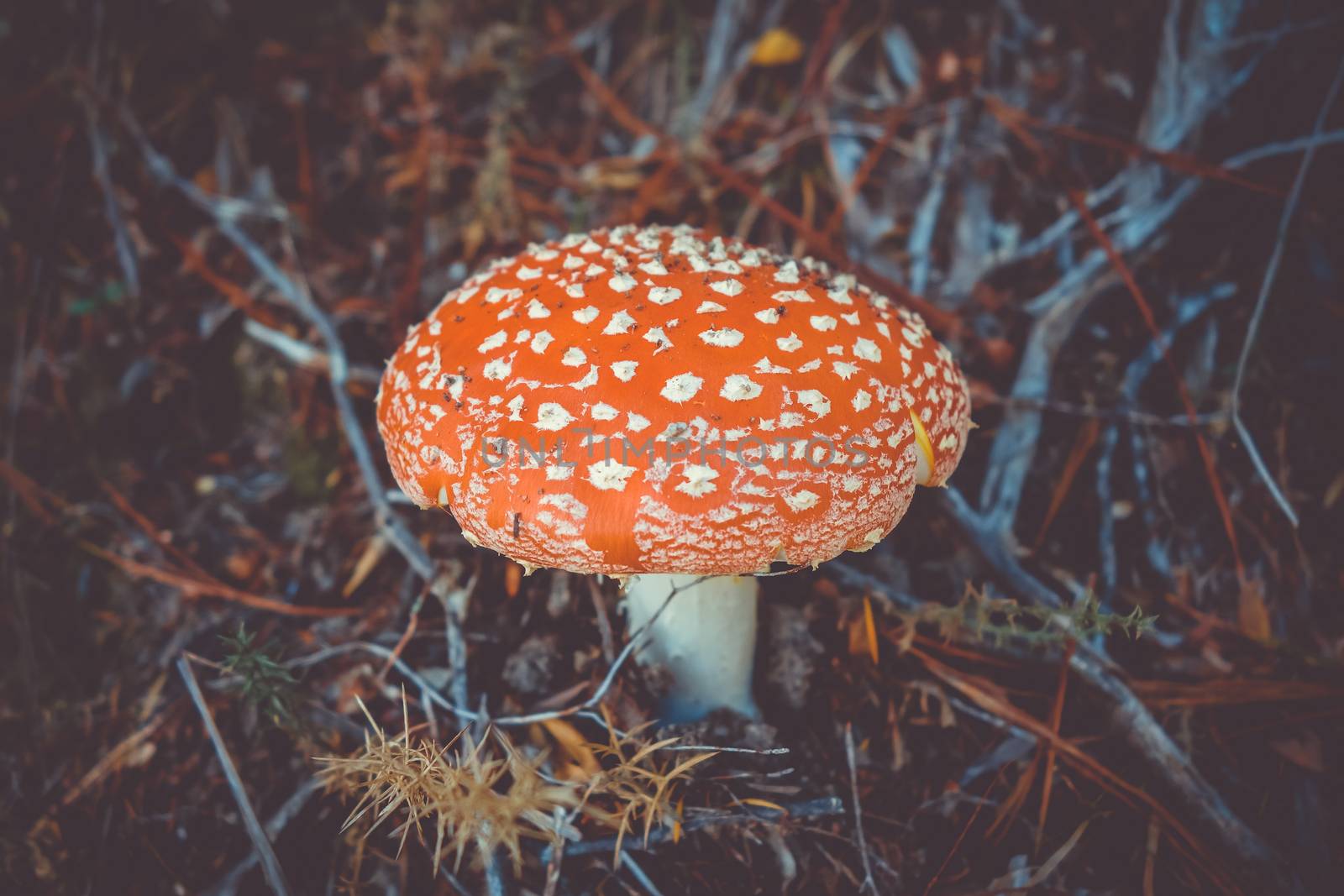 Amanita muscaria. fly agaric toadstool by daboost