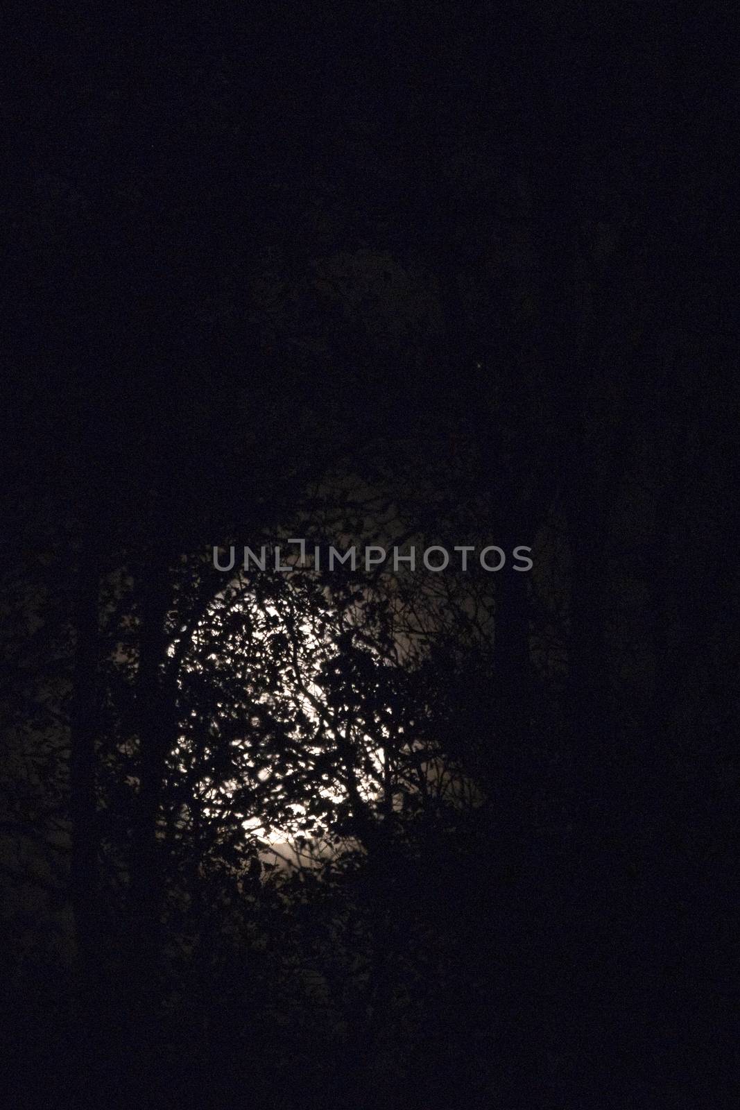Full moon behind naked tree branches and twigs in night by asafaric