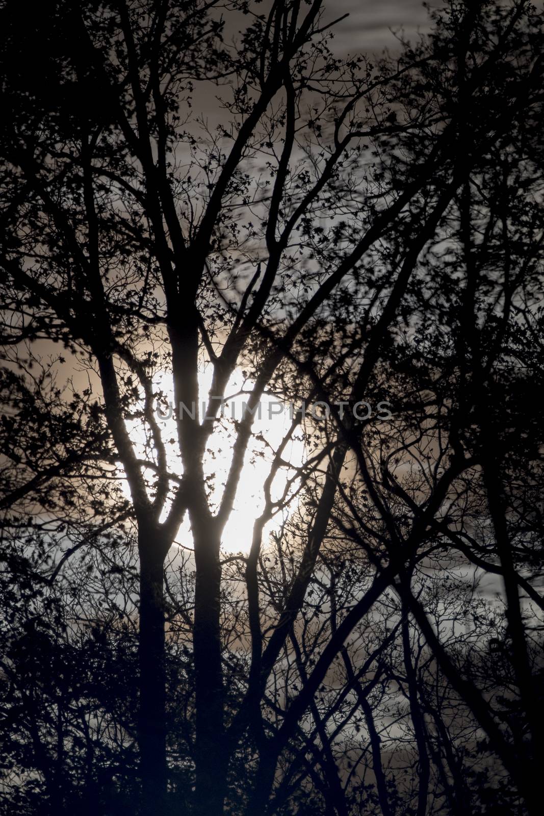 Full moon behind naked tree branches and twigs in night by asafaric