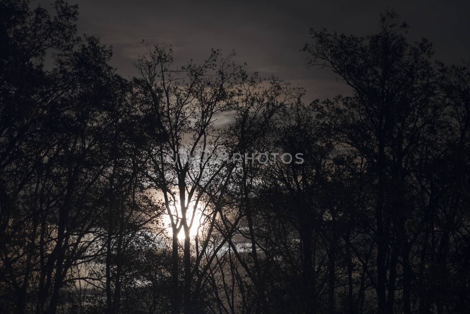 Full moon behind almost naked tree branches and twigs, leaves and twigs slightly moving in wind, selective focus