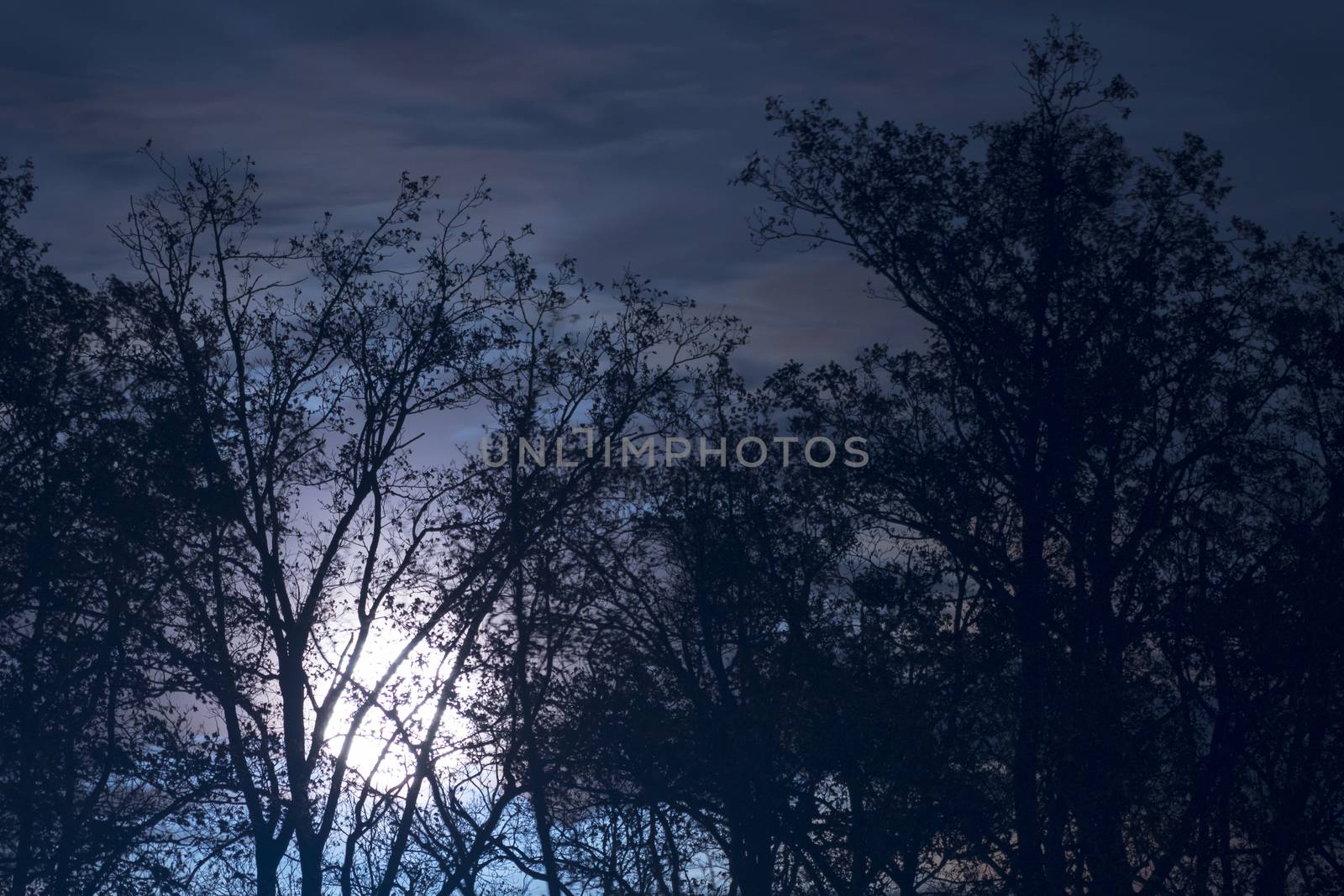 Full moon behind naked tree branches and twigs in night by asafaric