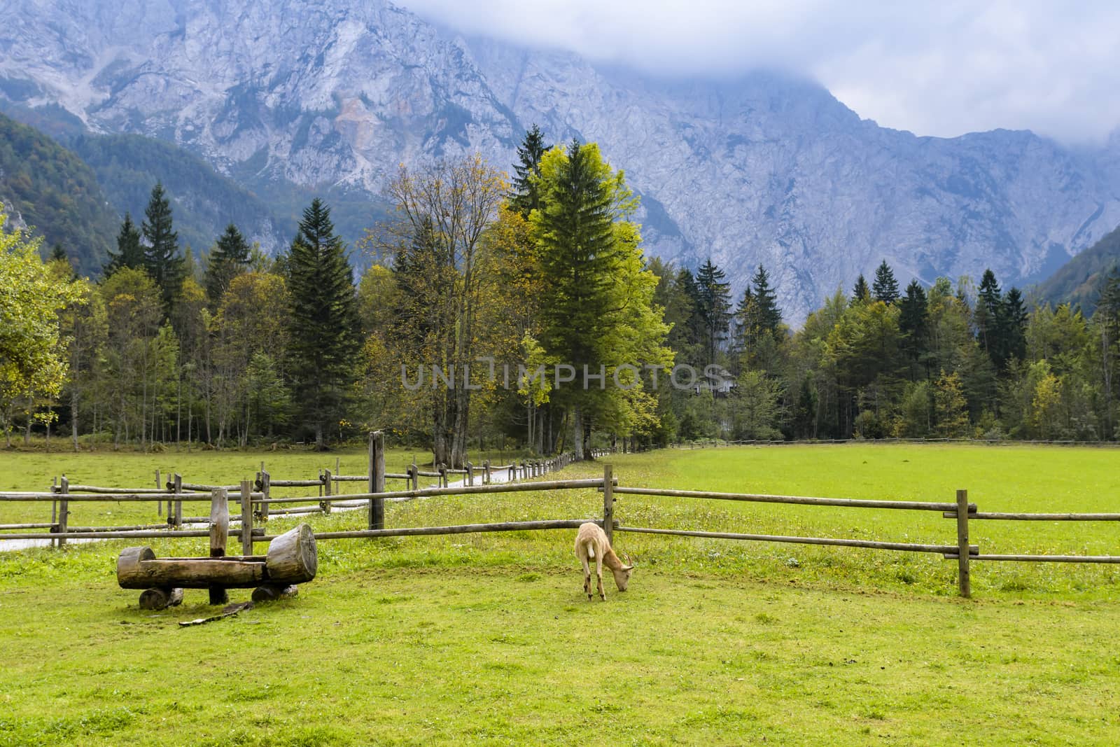 Goat on pasture by asafaric