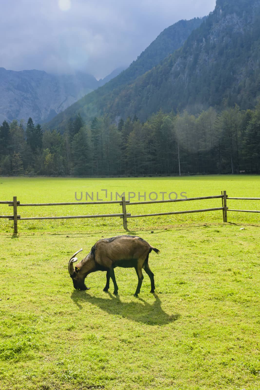 Goat on pasture; european alpine landscape; Logarska dolina, Slovenia