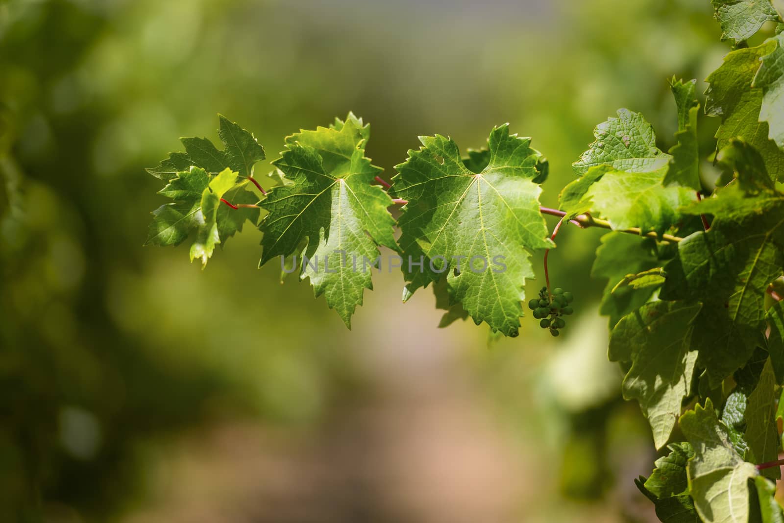 Isolated grape vine branch, grapes ripening in summer by asafaric